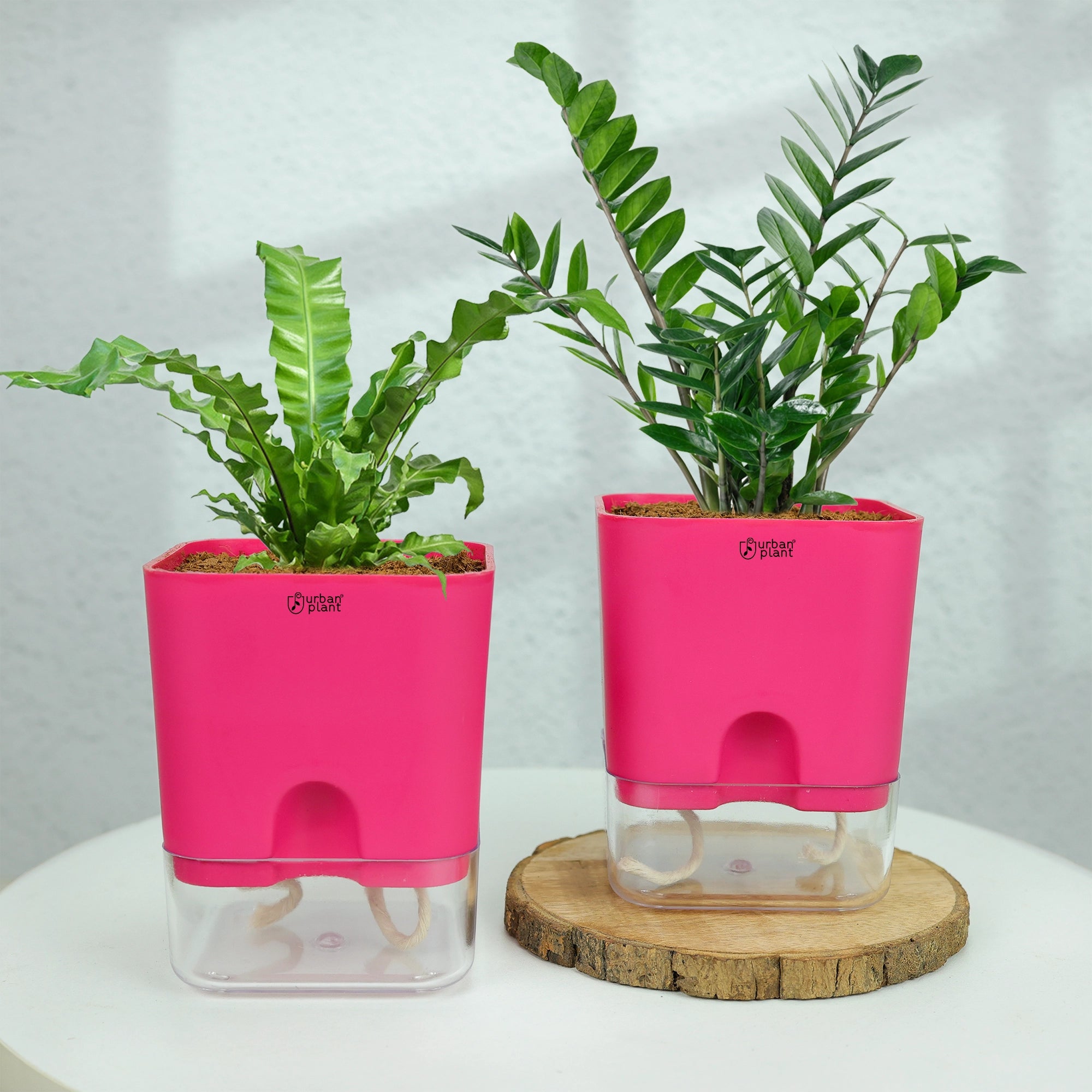 Self-Watering Pot - 5" Plastic Pot Urban Plant 