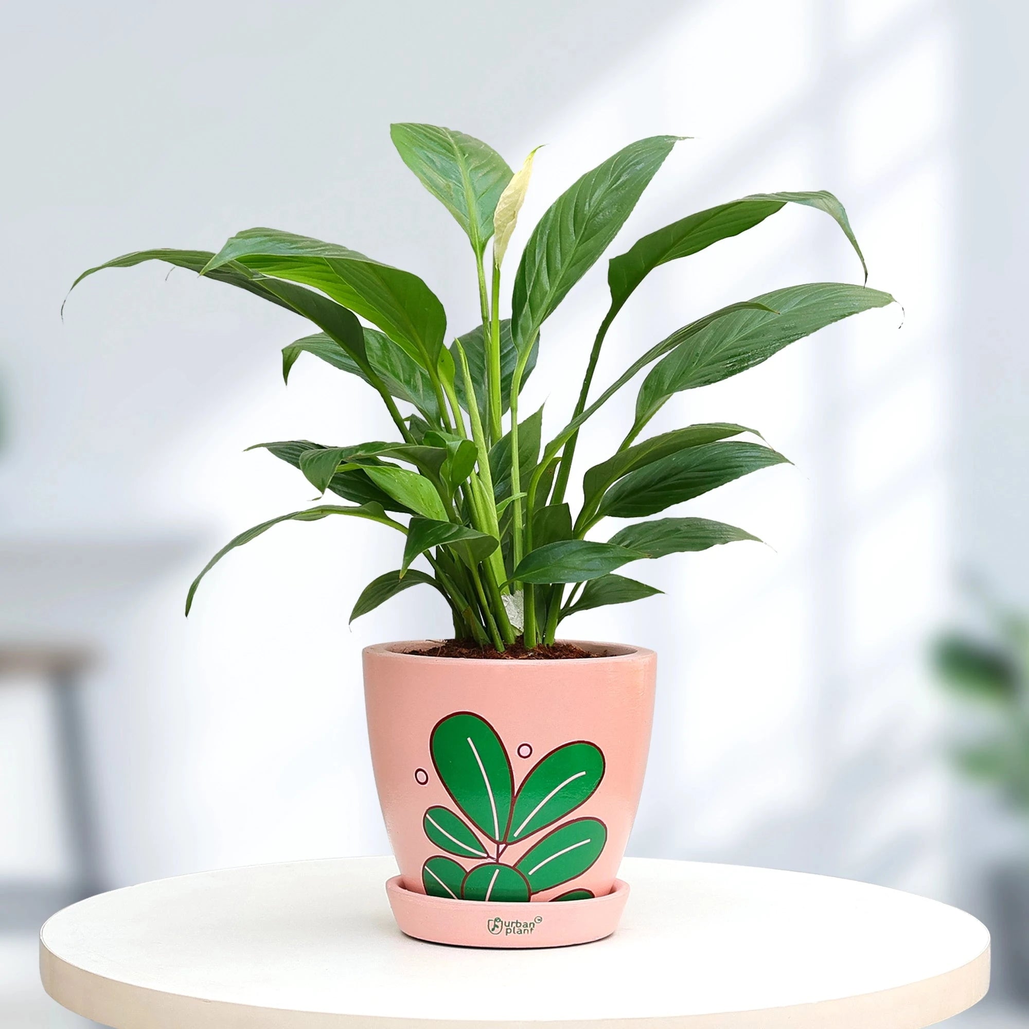 Peace Lily Plant Plant Urban Plant Urban Iconic Pot Medium 