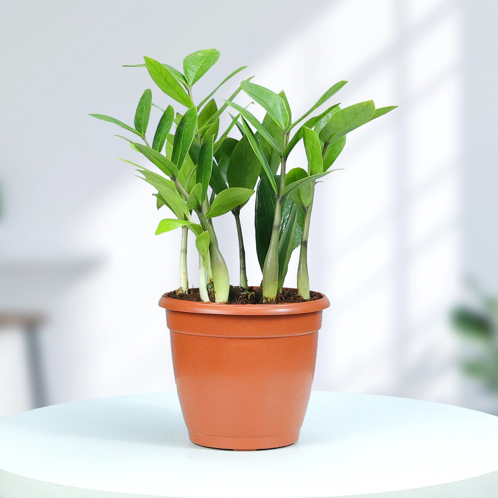 Zamia ZZ Green Plant Urban Plant Nursery Pot Small 