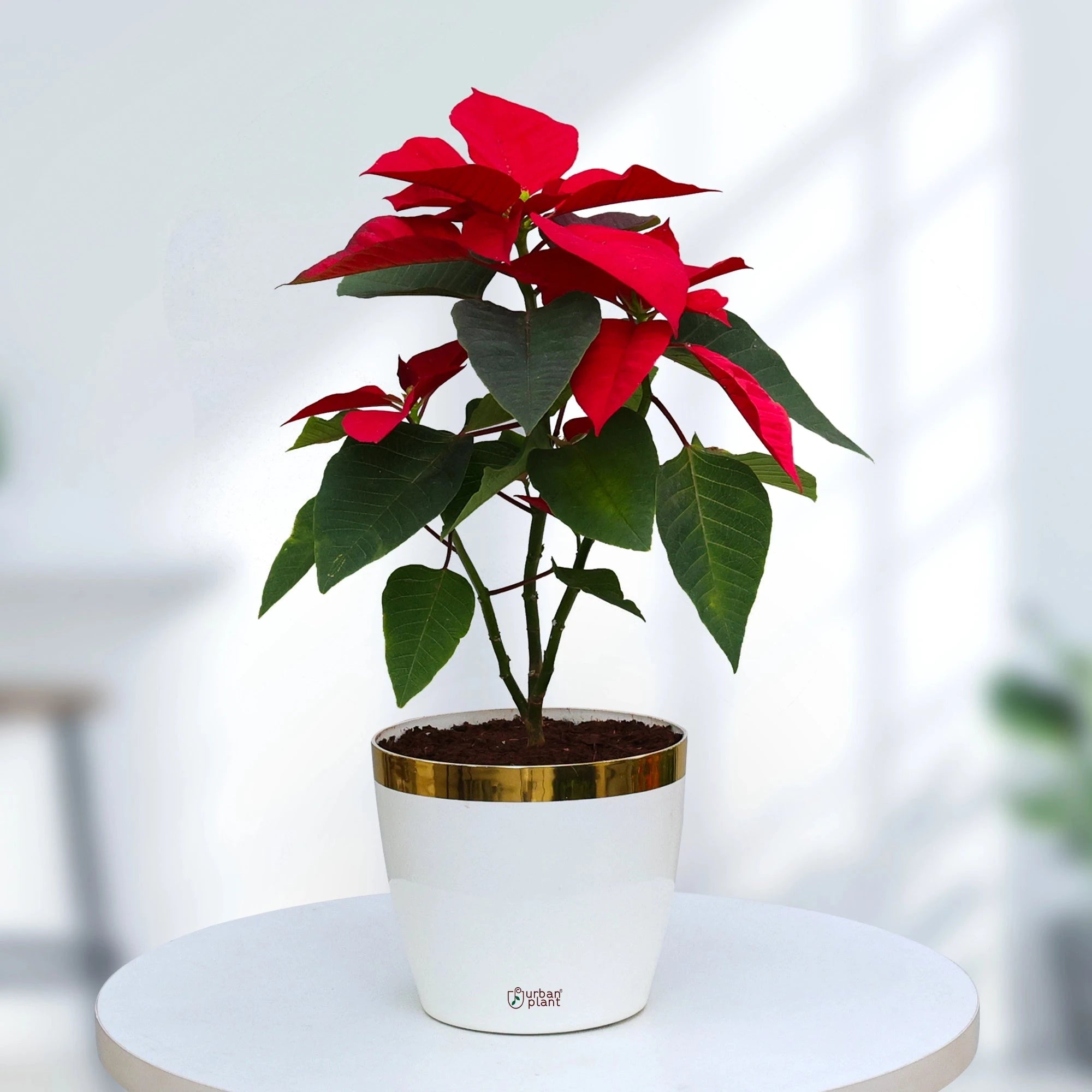 Poinsettia Plant Plant Urban Plant Plantura Pot Medium 