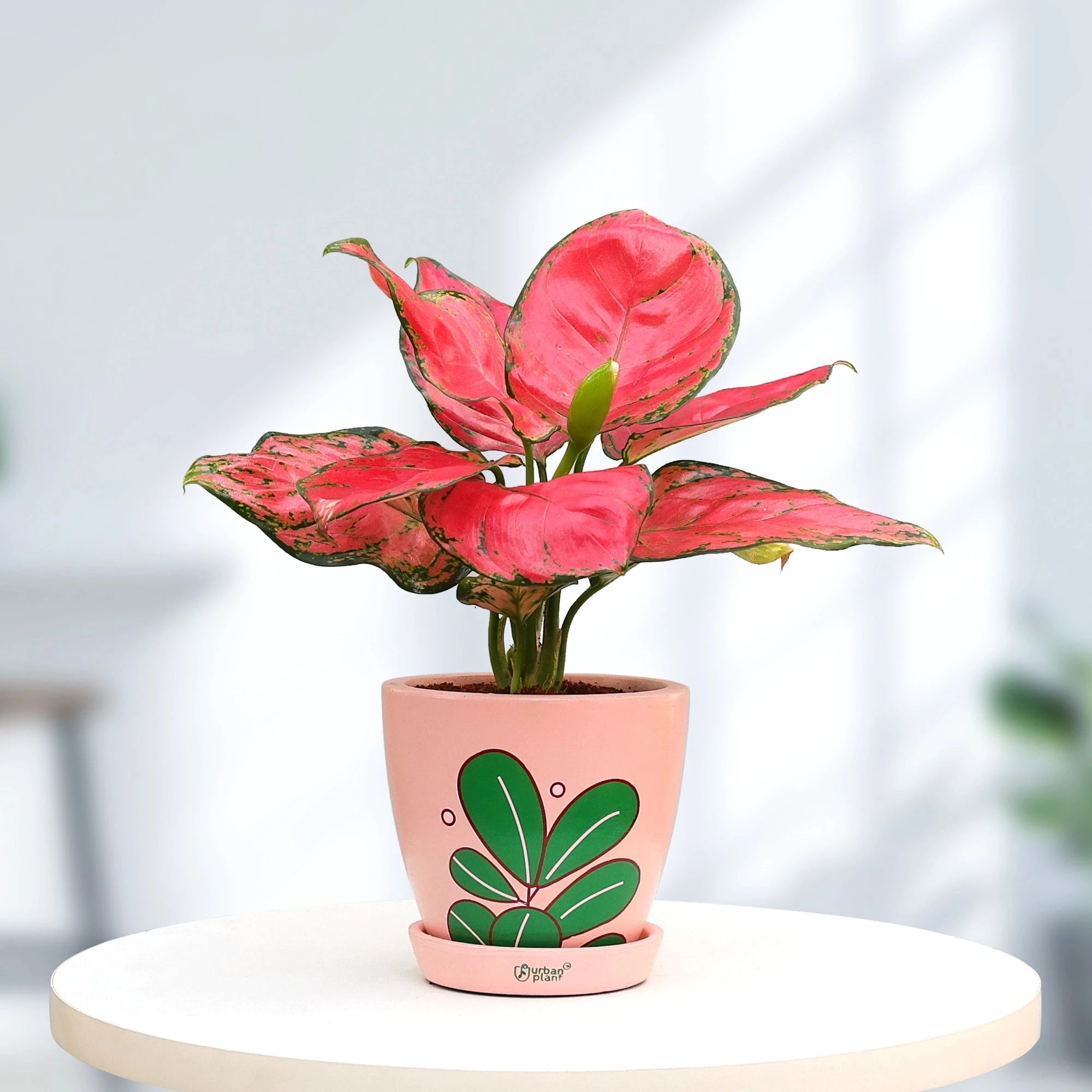 Aglaonema Red Plant Urban Plant 