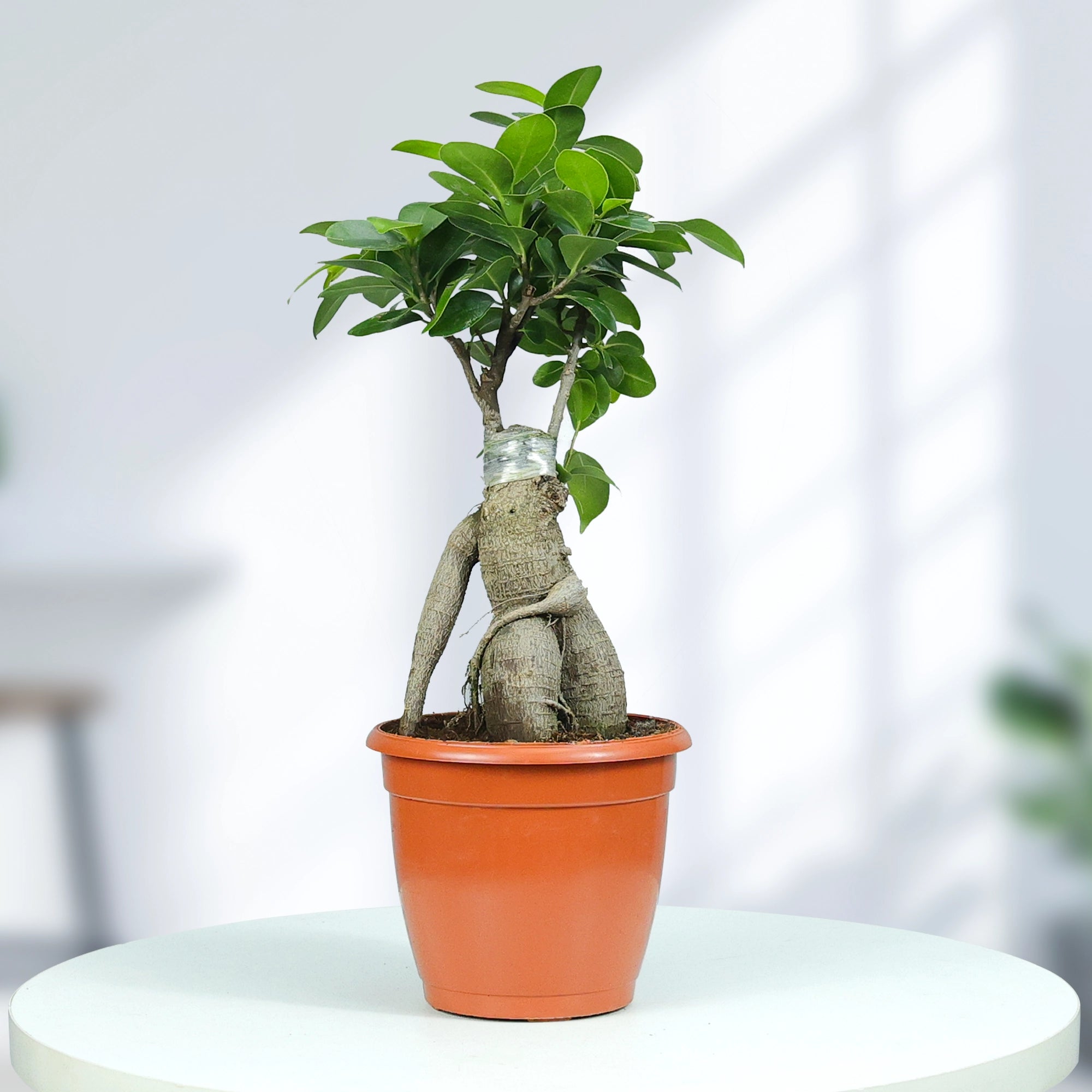 Ficus Bonsai Plant Plant Urban Plant Nursery Pot Small 