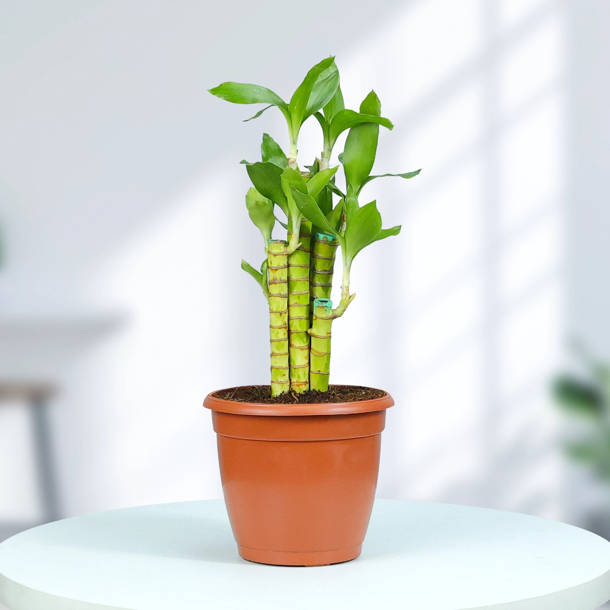 Lotus Lucky Bamboo Plant Plant Urban Plant Nursery Pot Medium 