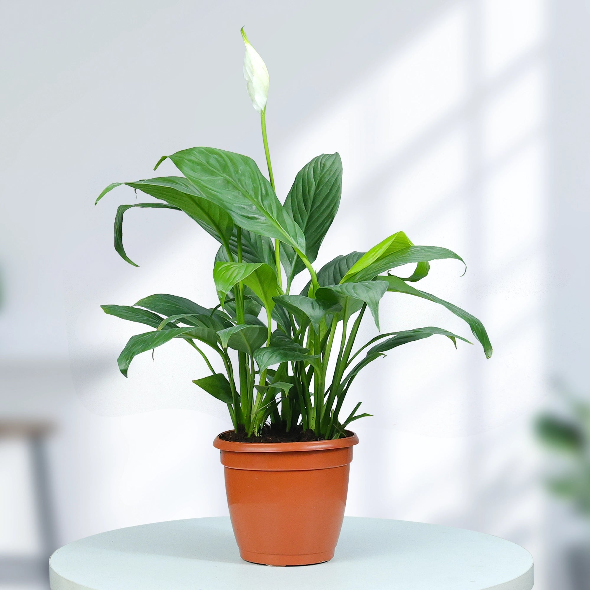 Peace Lily Plant Plant Urban Plant 