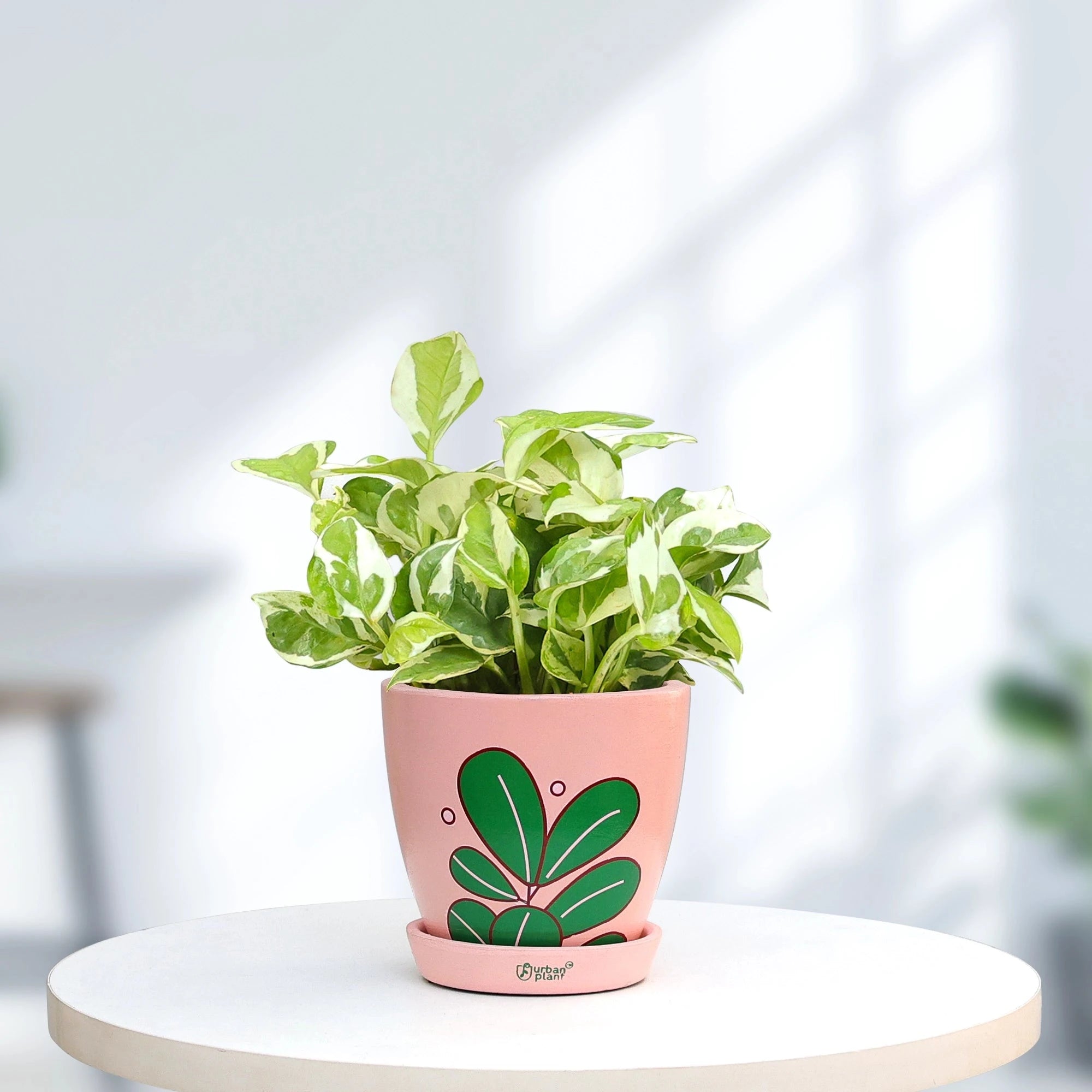 Money Plant N'joy Plant Urban Plant Urban Iconic Pot Medium 