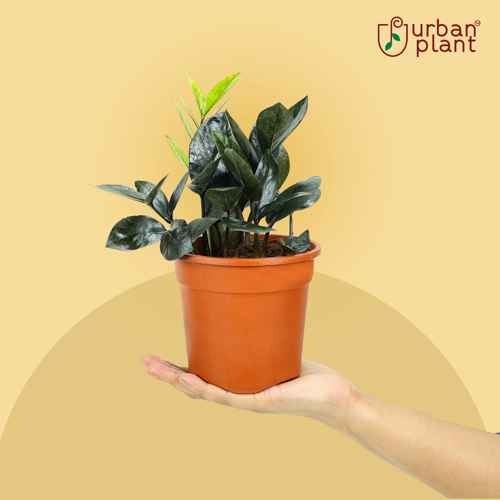 Zamia ZZ Black Plant Urban Plant 