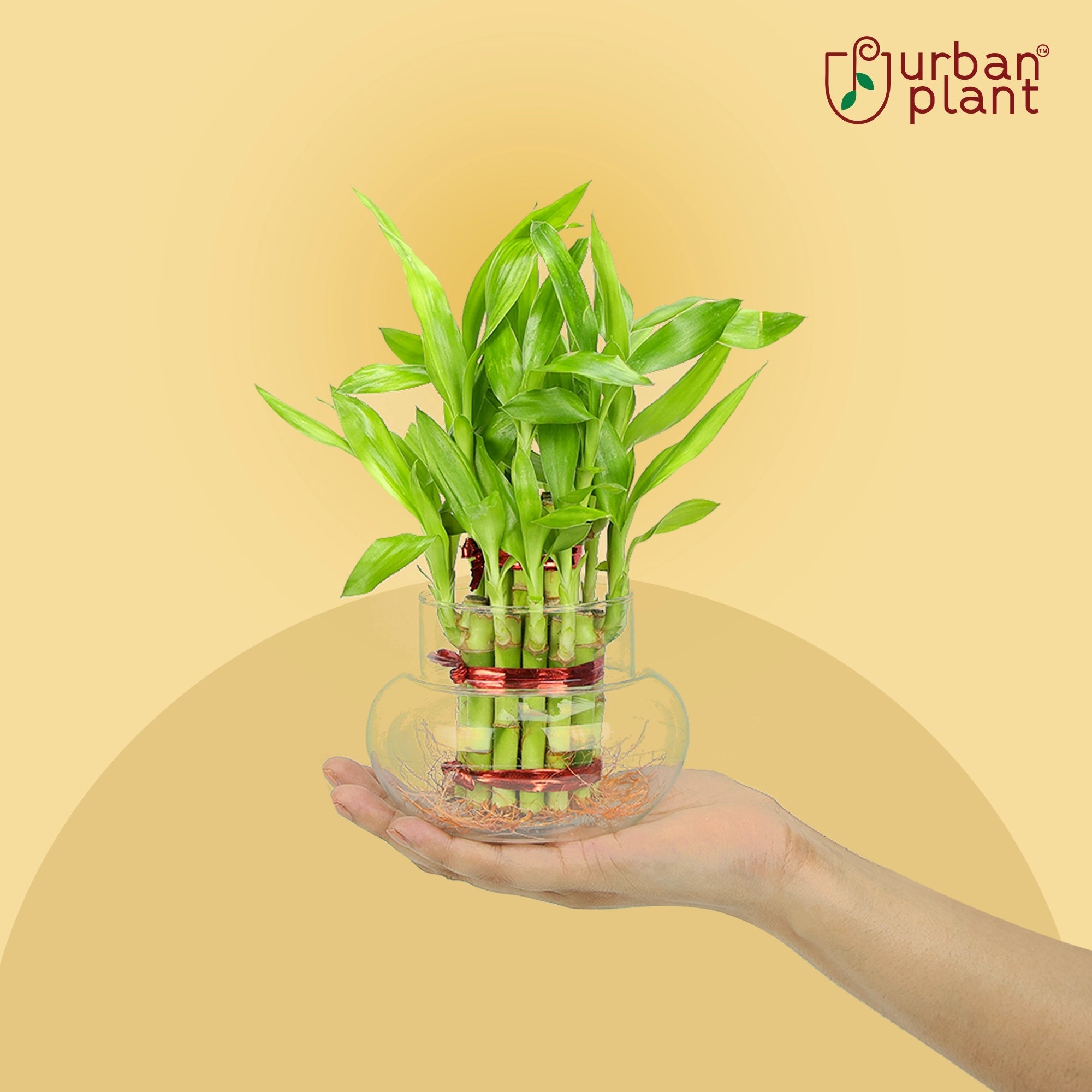 Lucky Bamboo Good Luck Plant Urban Plant 