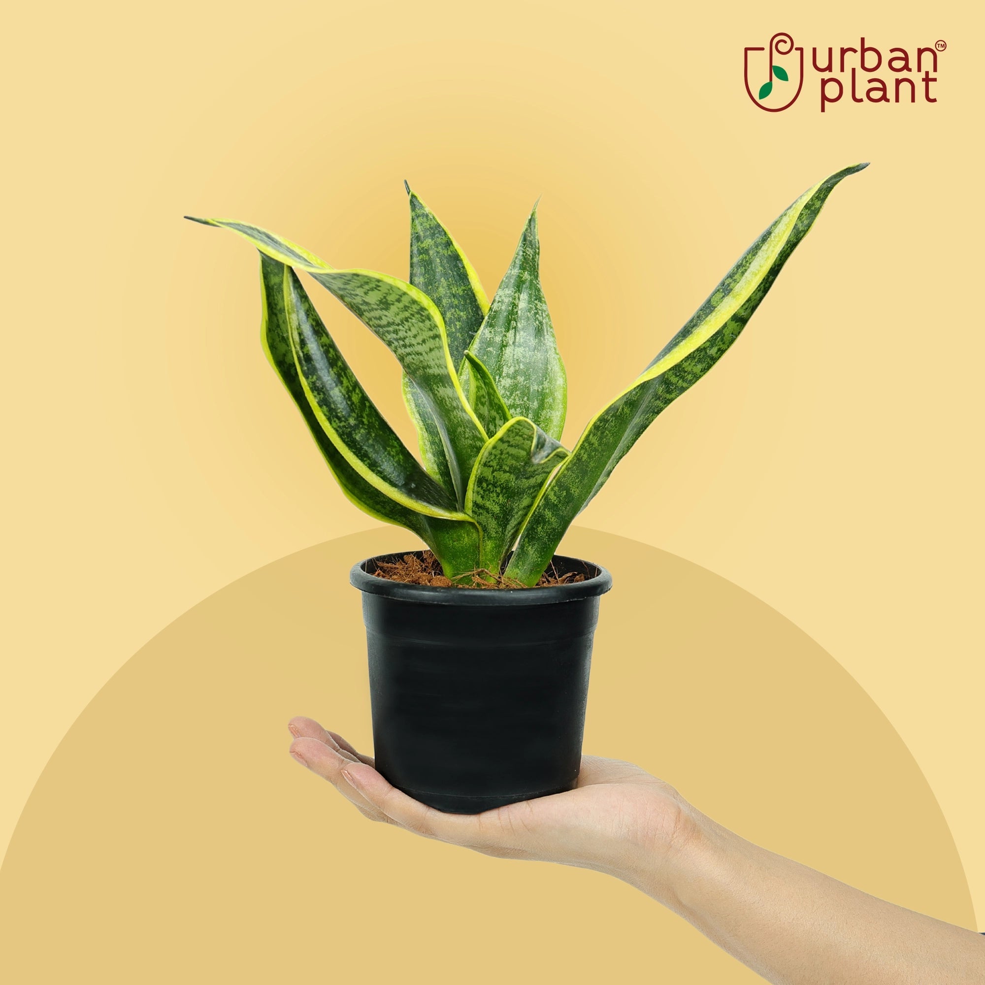 Sansevieria Golden Hahnii Snake Plant Urban Plant 