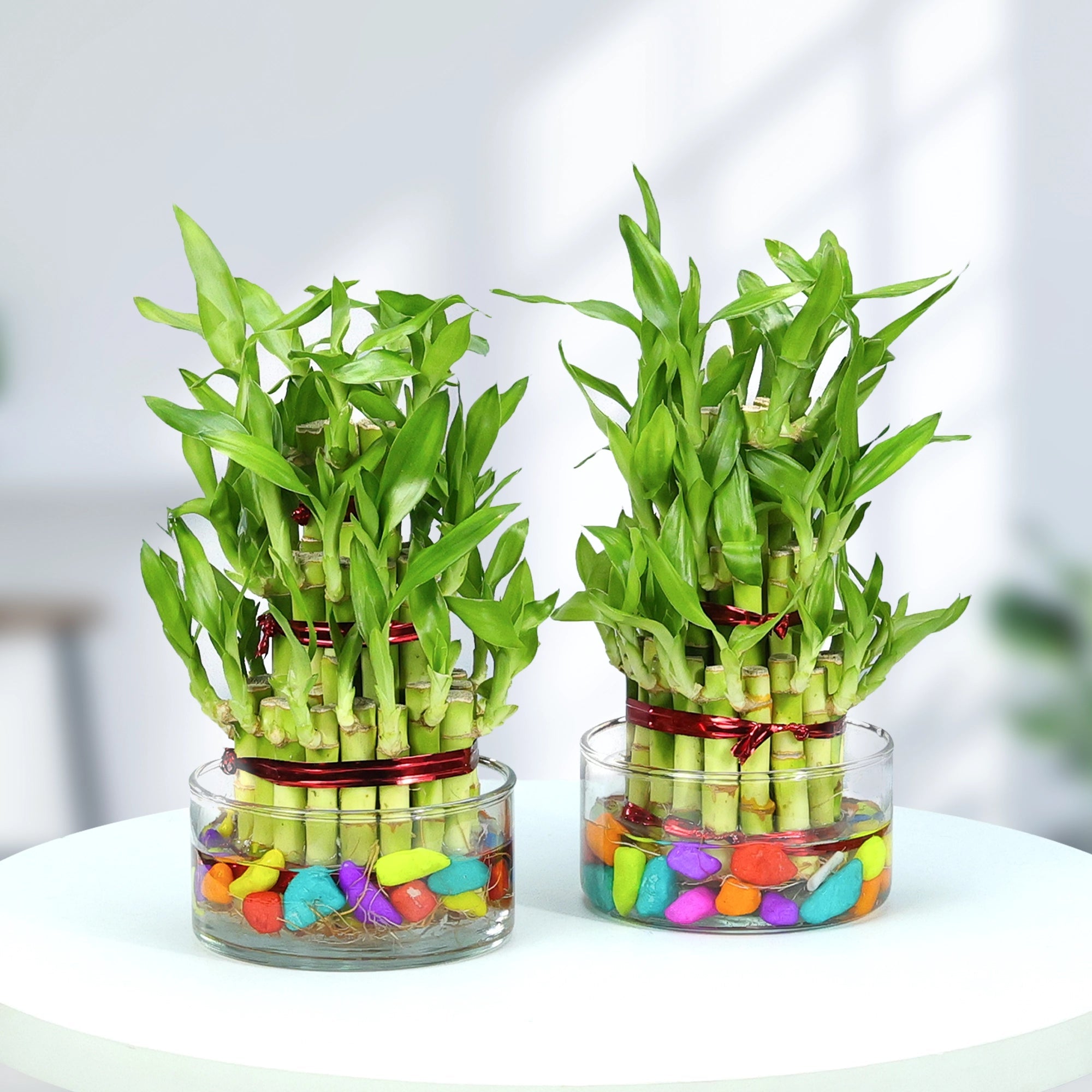 Lucky Bamboo Good Luck Plant Urban Plant 3 Layer Pack of 2 Classic Jar