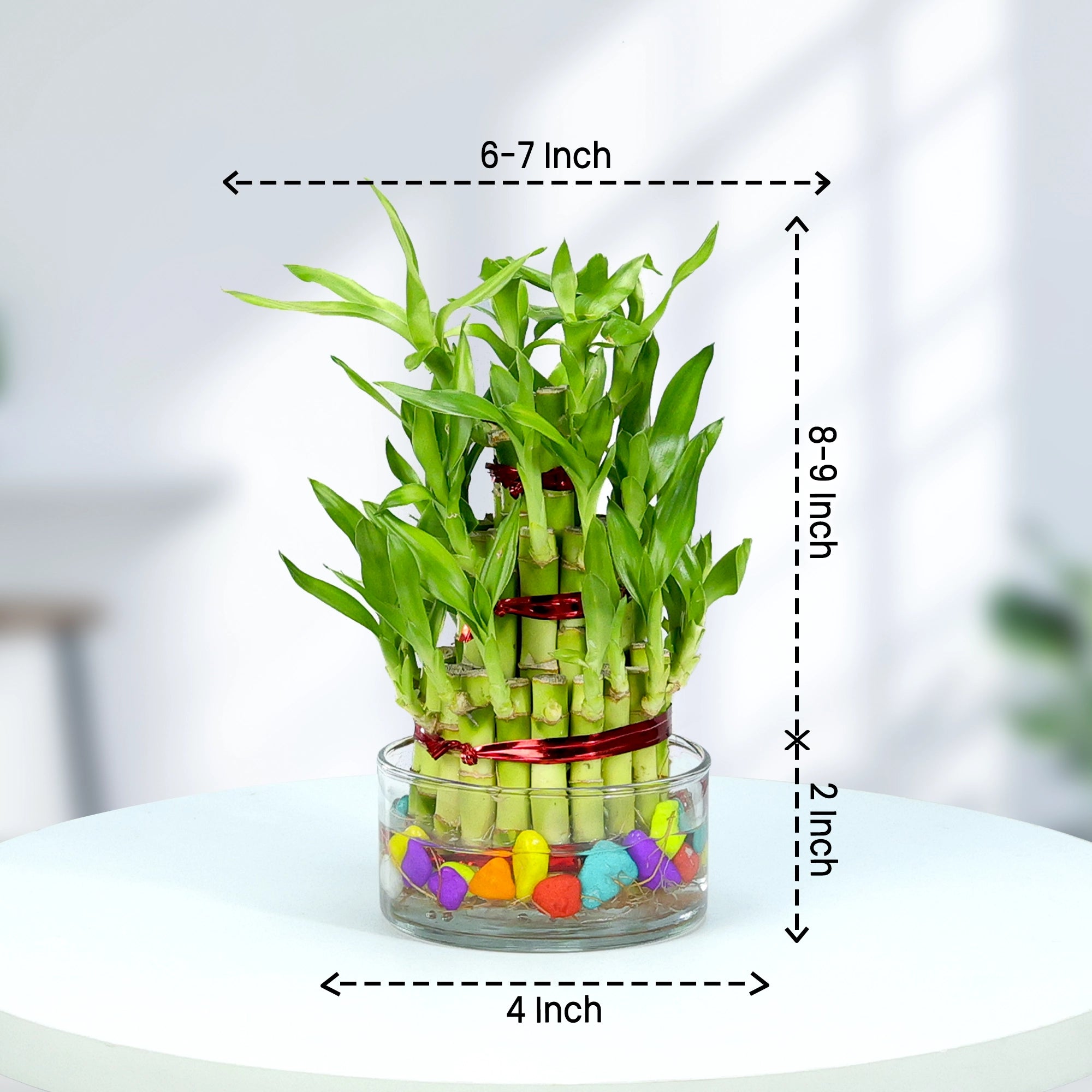 Lucky Bamboo Good Luck Plant Urban Plant 