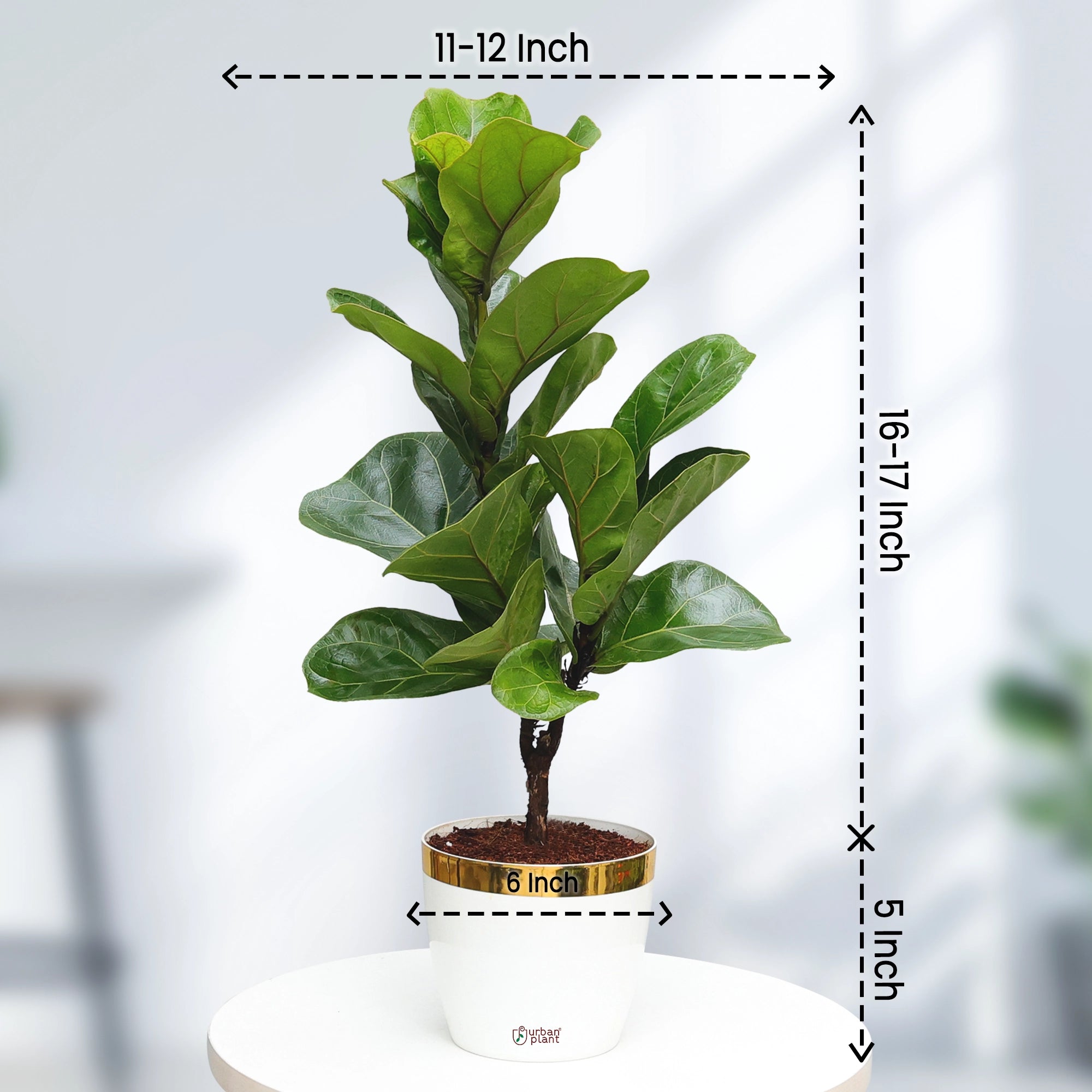 Fiddle Leaf Fig Plant (Ficus Lyrata) Plant Urban Plant 