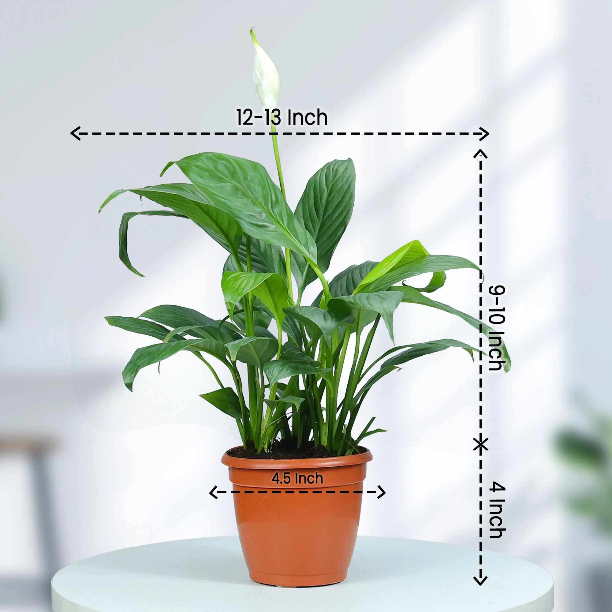 Peace Lily Plant Plant Urban Plant 