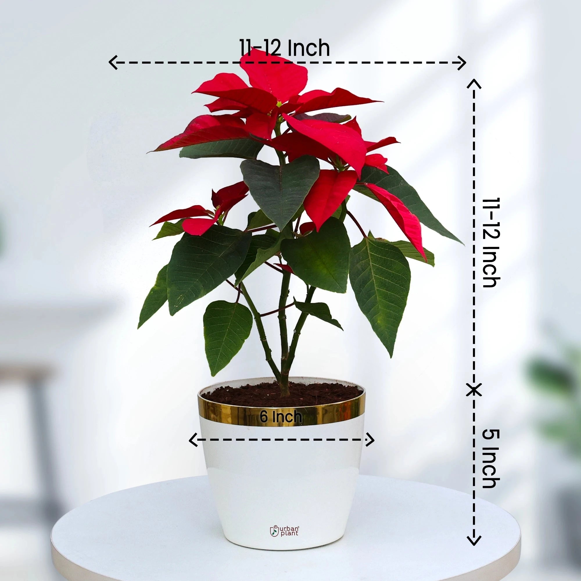 Poinsettia Plant Plant Urban Plant 