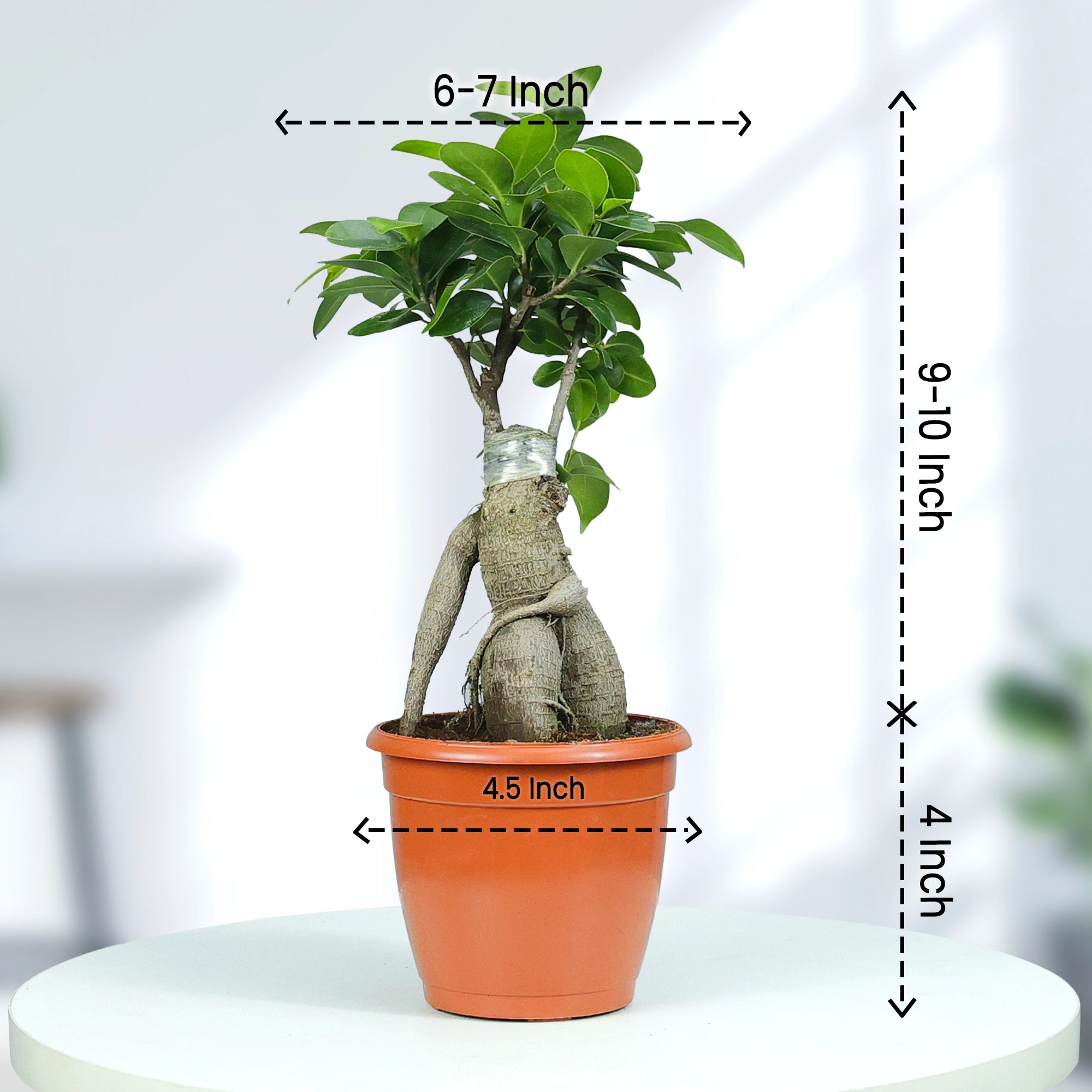 Ficus Bonsai Plant Plant Urban Plant 