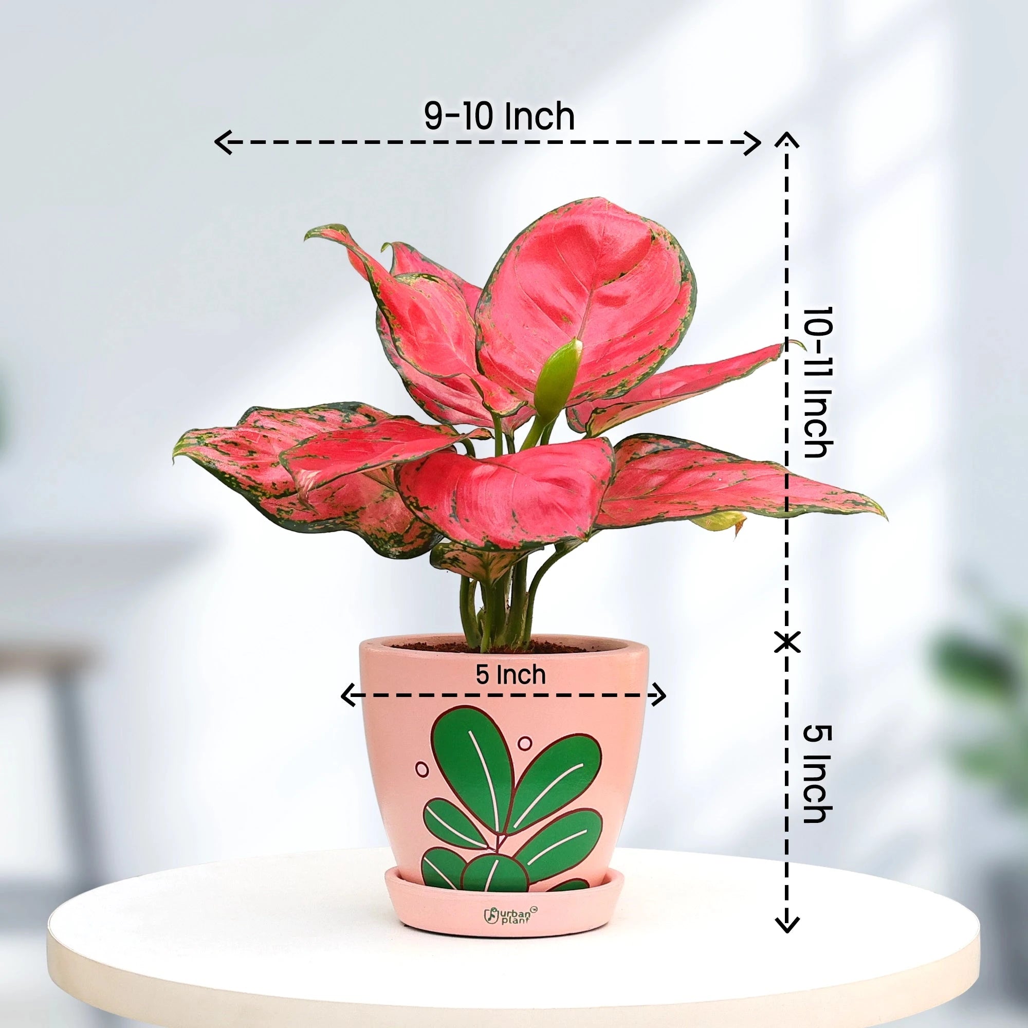 Aglaonema Red Plant Urban Plant 