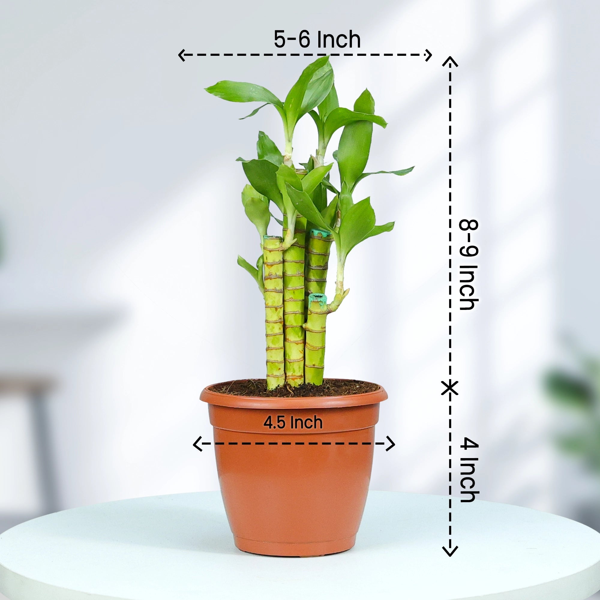 Lotus Lucky Bamboo Plant Plant Urban Plant 