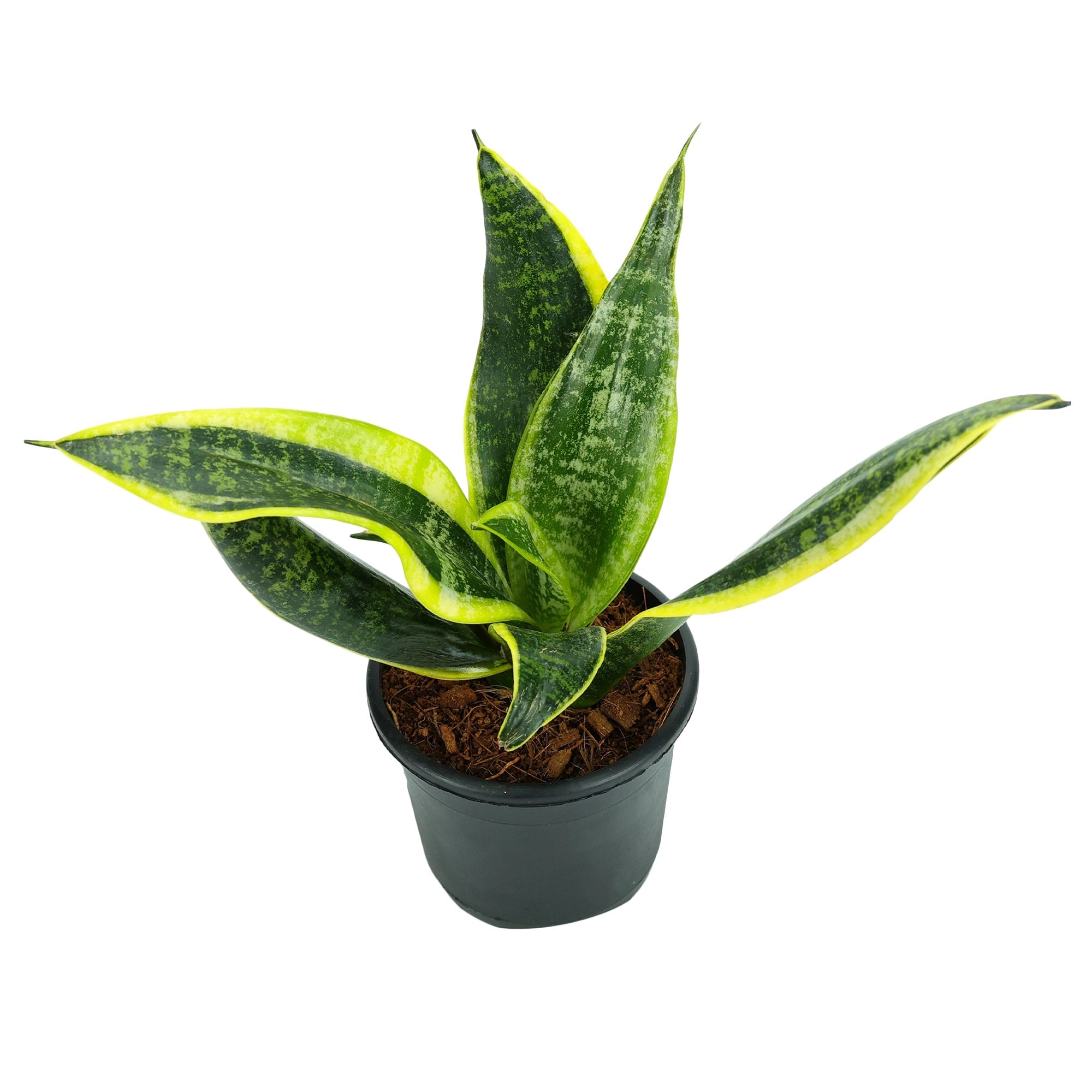 Sansevieria Golden Hahnii Snake Plant Urban Plant 