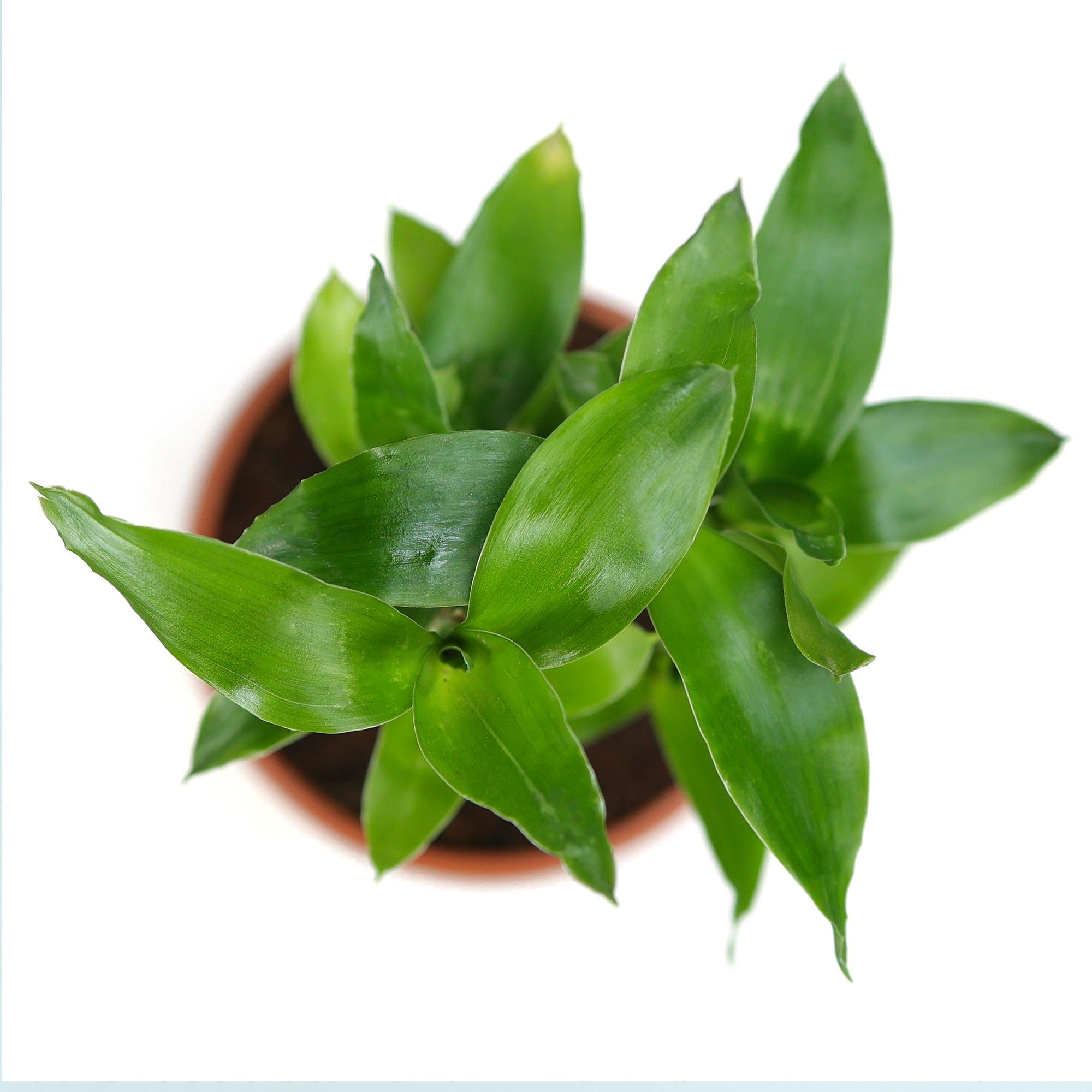 Lotus Lucky Bamboo Plant Plant Urban Plant 