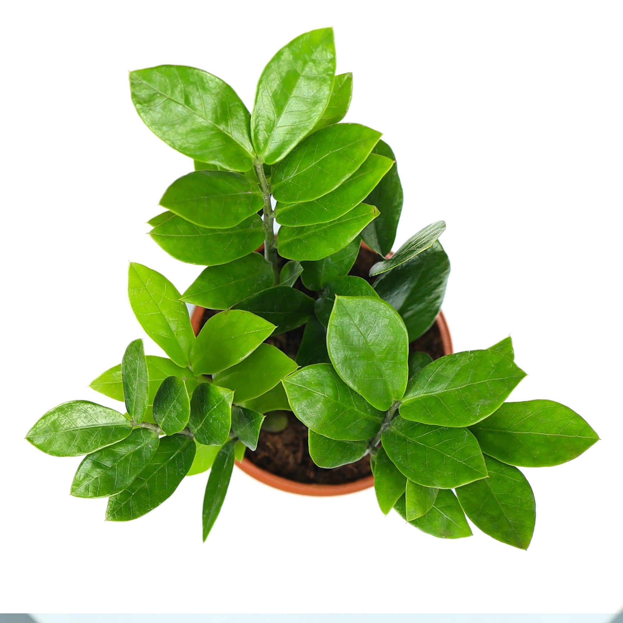 Zamia ZZ Green Plant Urban Plant 