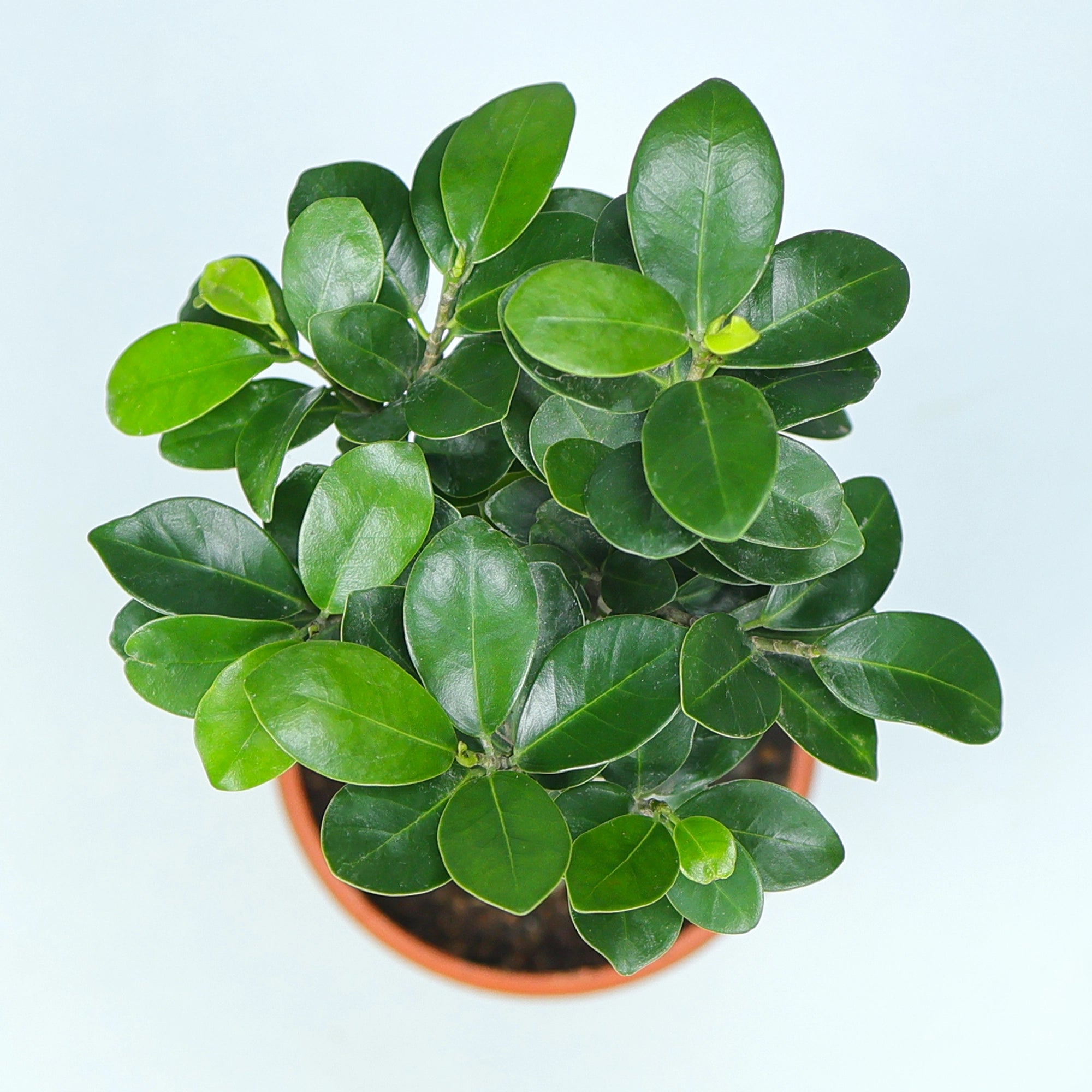 Ficus Bonsai Plant Plant Urban Plant 