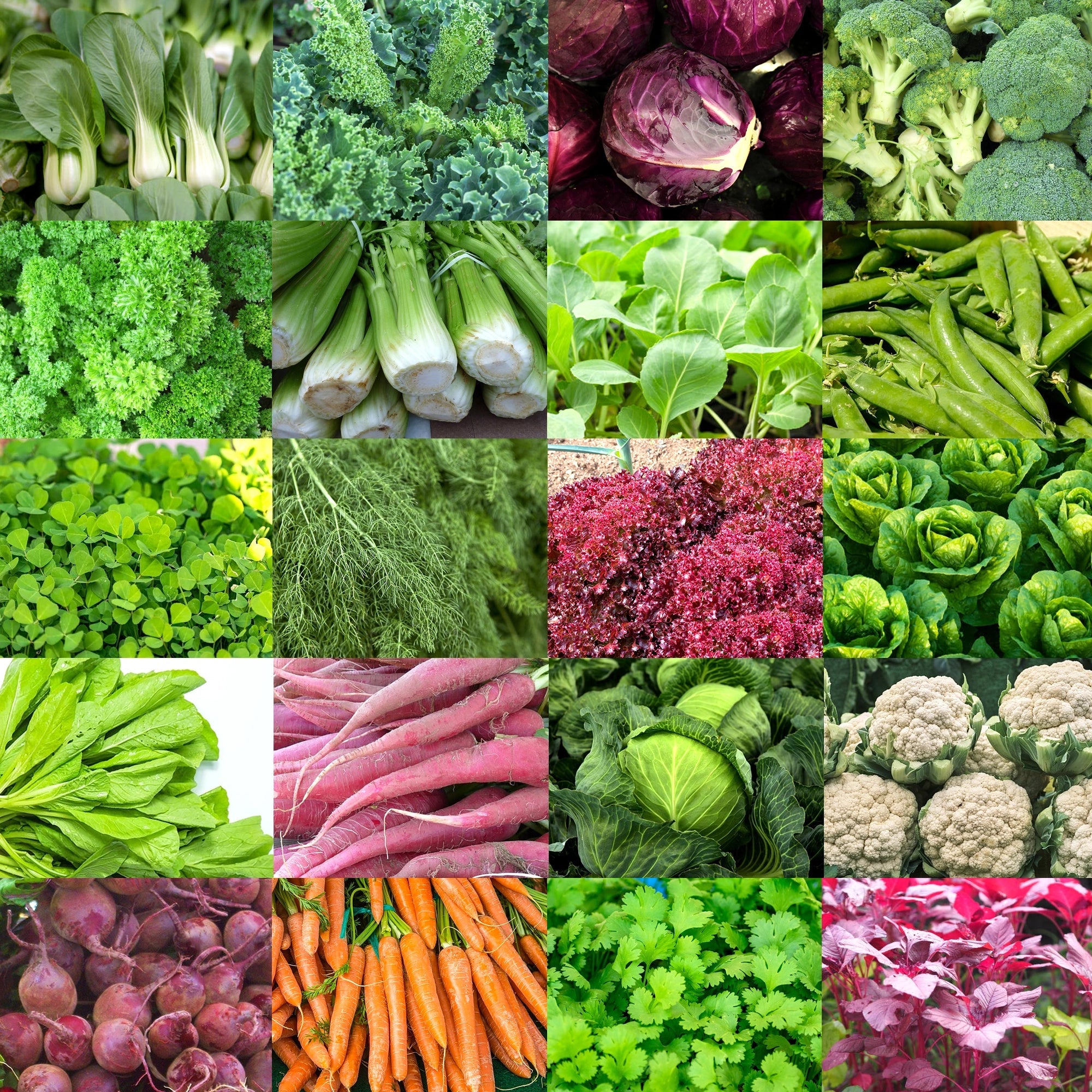 Winter Vegetable Seed Bank: 20+ Varieties, 2500+ Seeds Vegetable Seed Urban Plant 