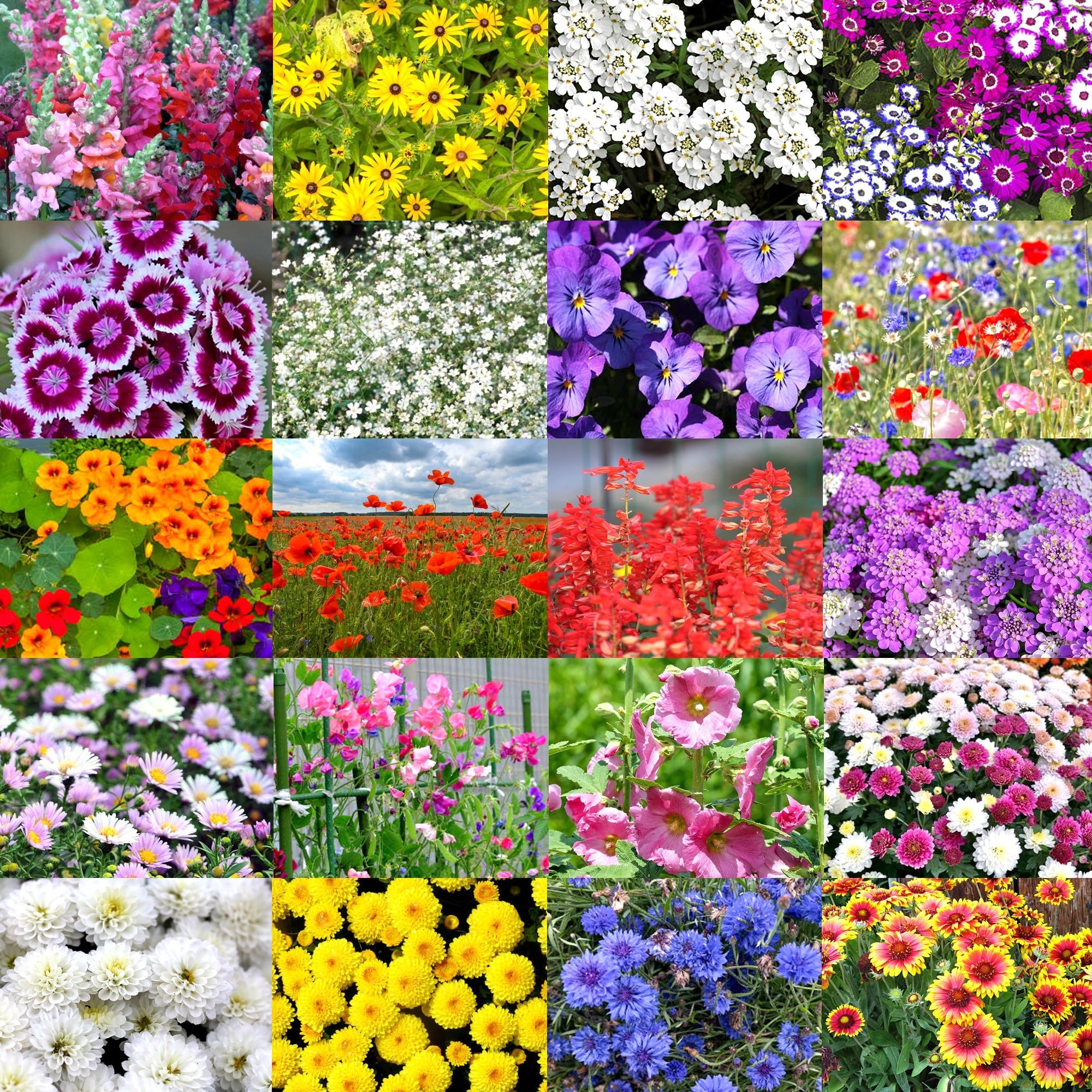 Winter Flower Seed Bank: 20+ Varieties, 2500+ Seeds Flower Seed Urban Plant 