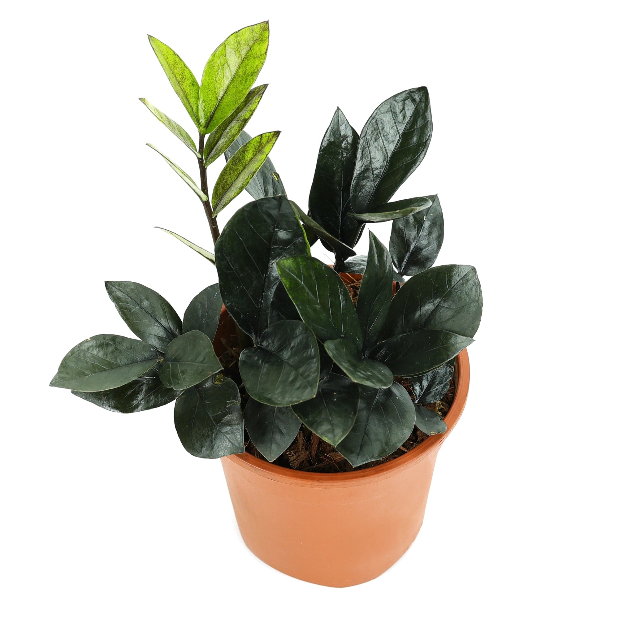 Zamia ZZ Black Plant Urban Plant 