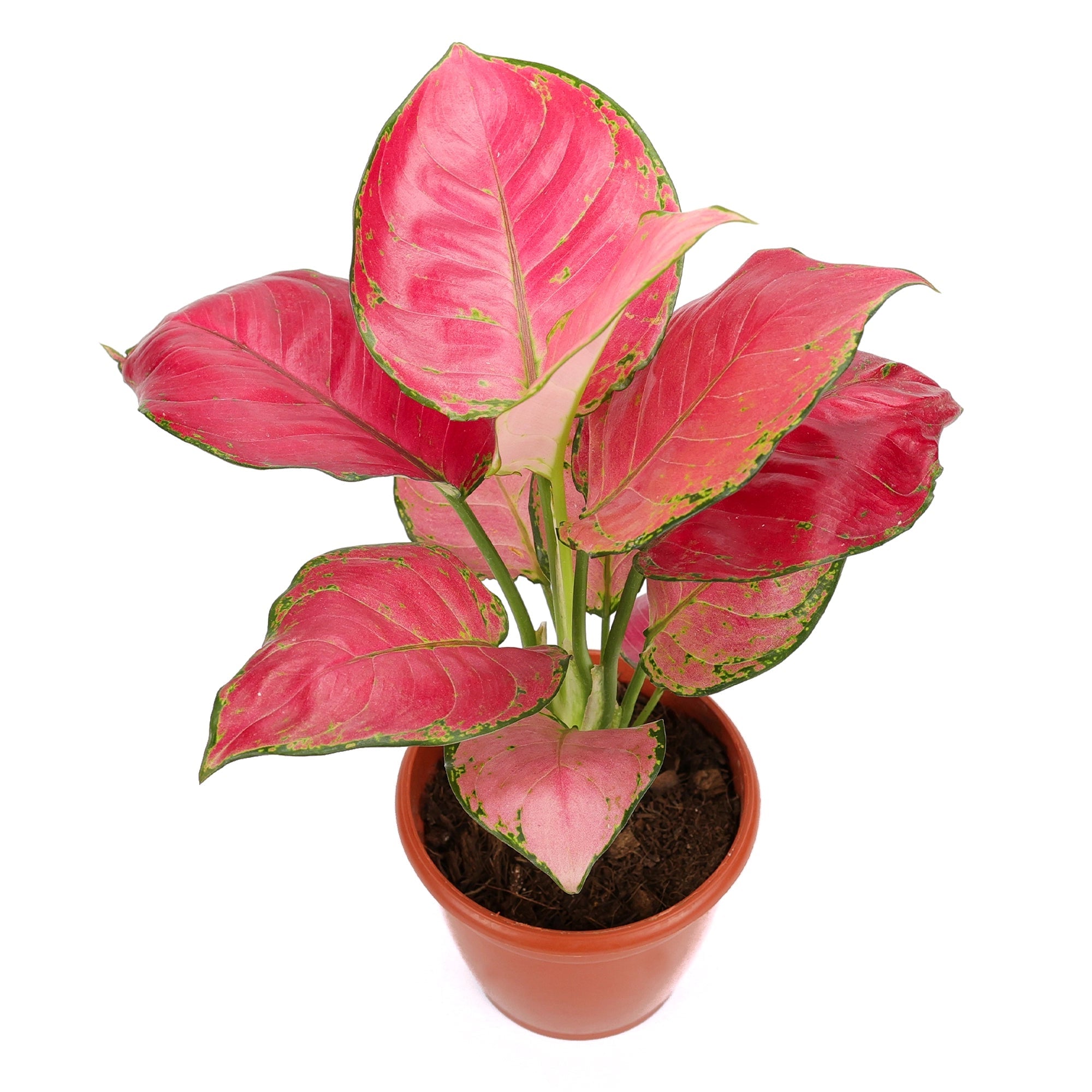 Aglaonema Red Plant Urban Plant 