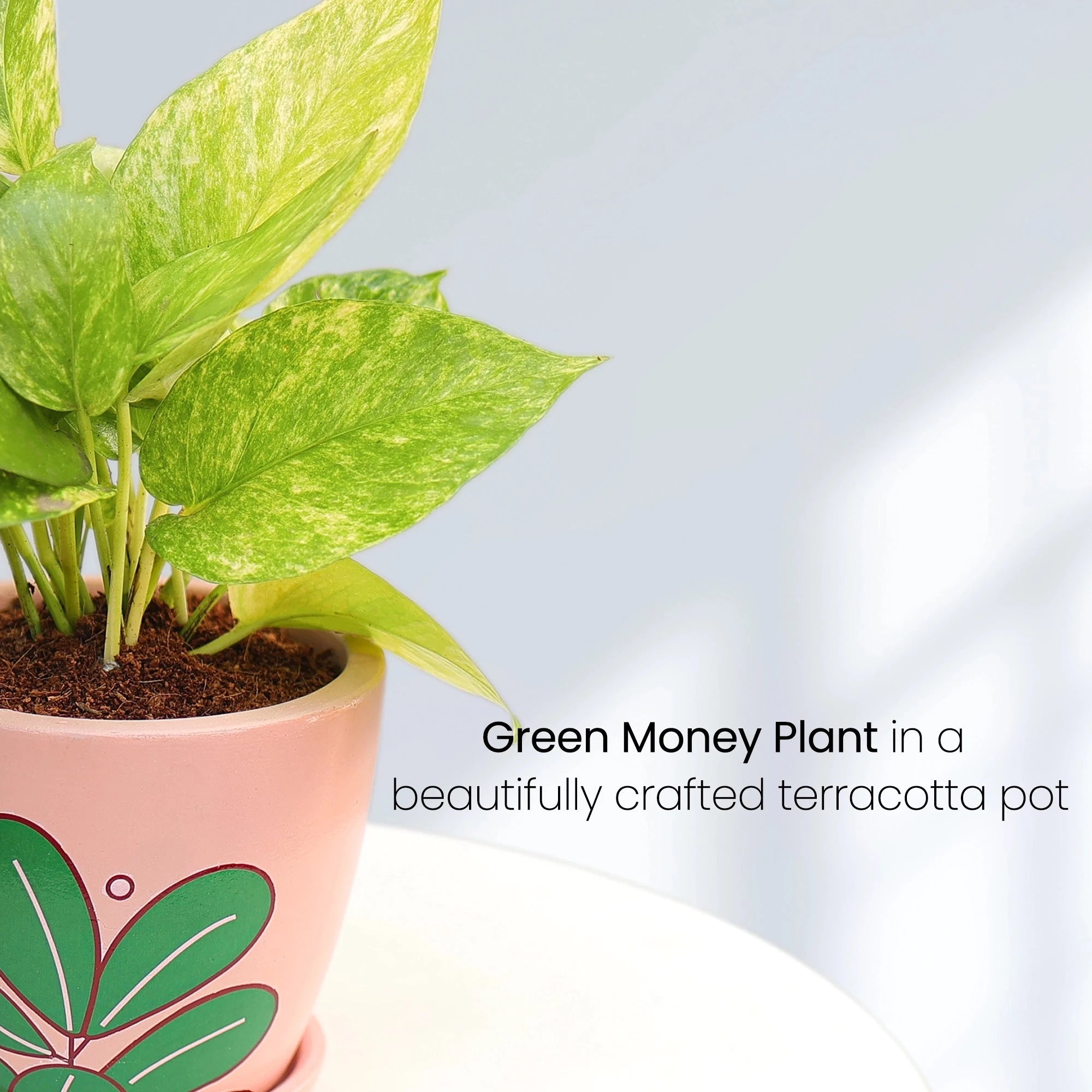 Green Money Plant Urban Plant 