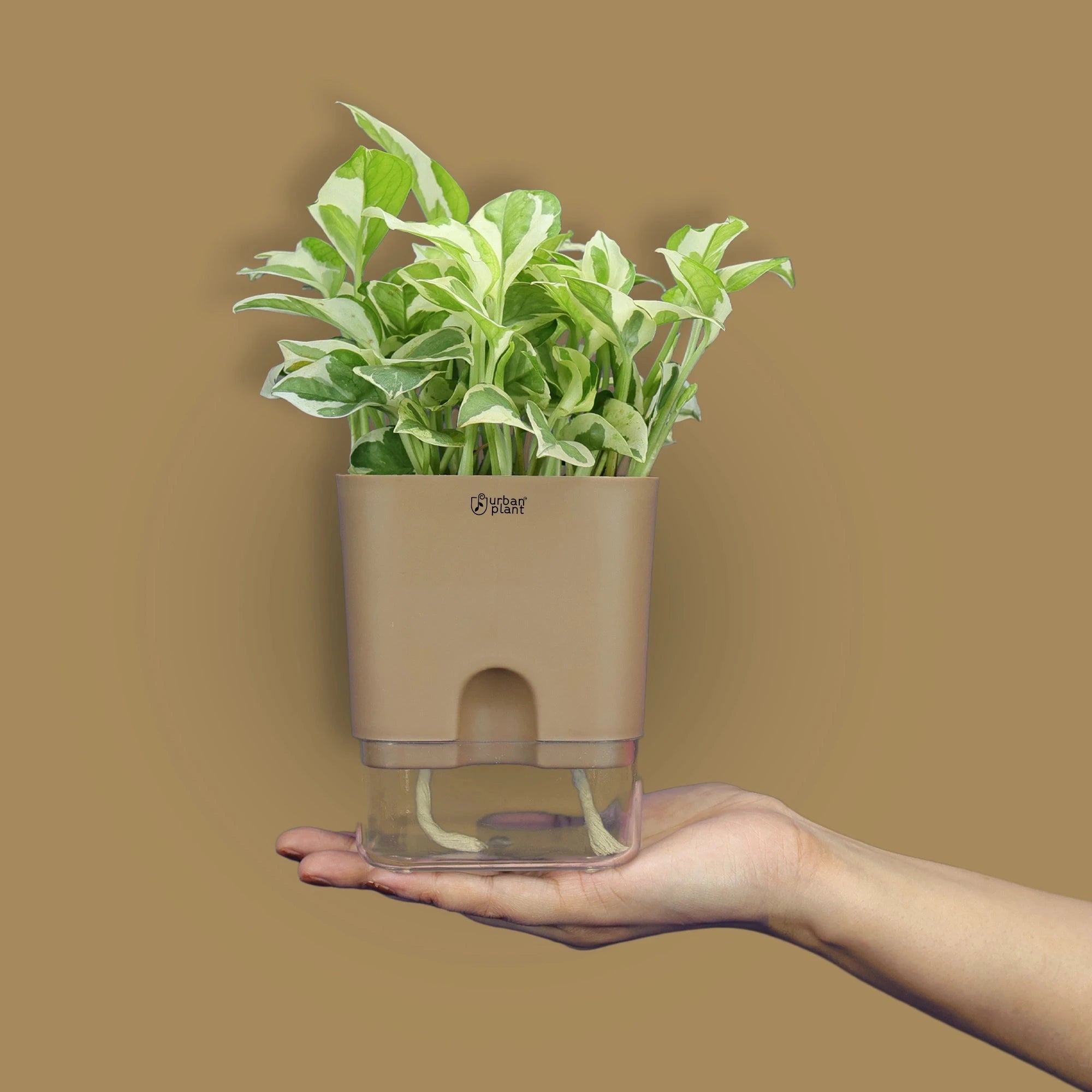 Aquaflow Self Watering Pot Plastic Pot Urban Plant 