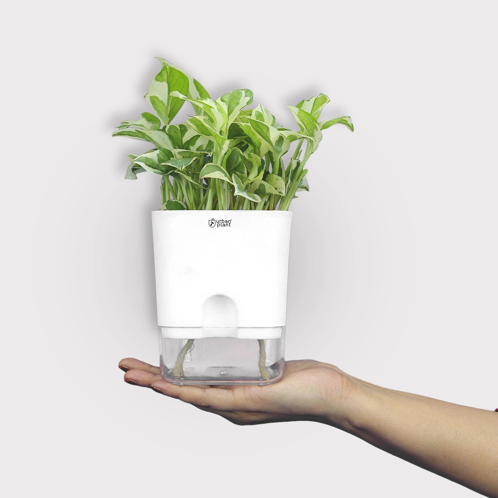 Aquaflow Self Watering Pot Plastic Pot Urban Plant 