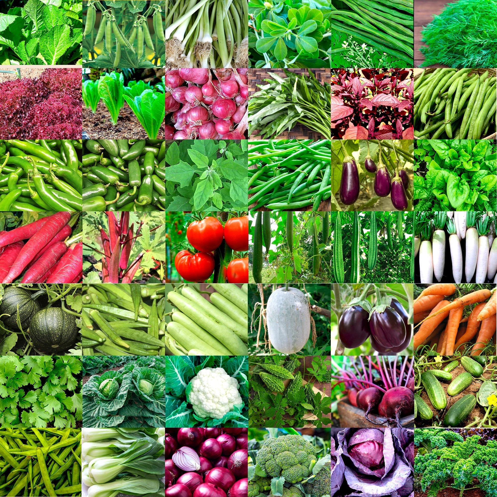 Vegetable Seeds Bank 40 plus Varieties - 3420 Seeds Vegetable Seed Urban Plant 