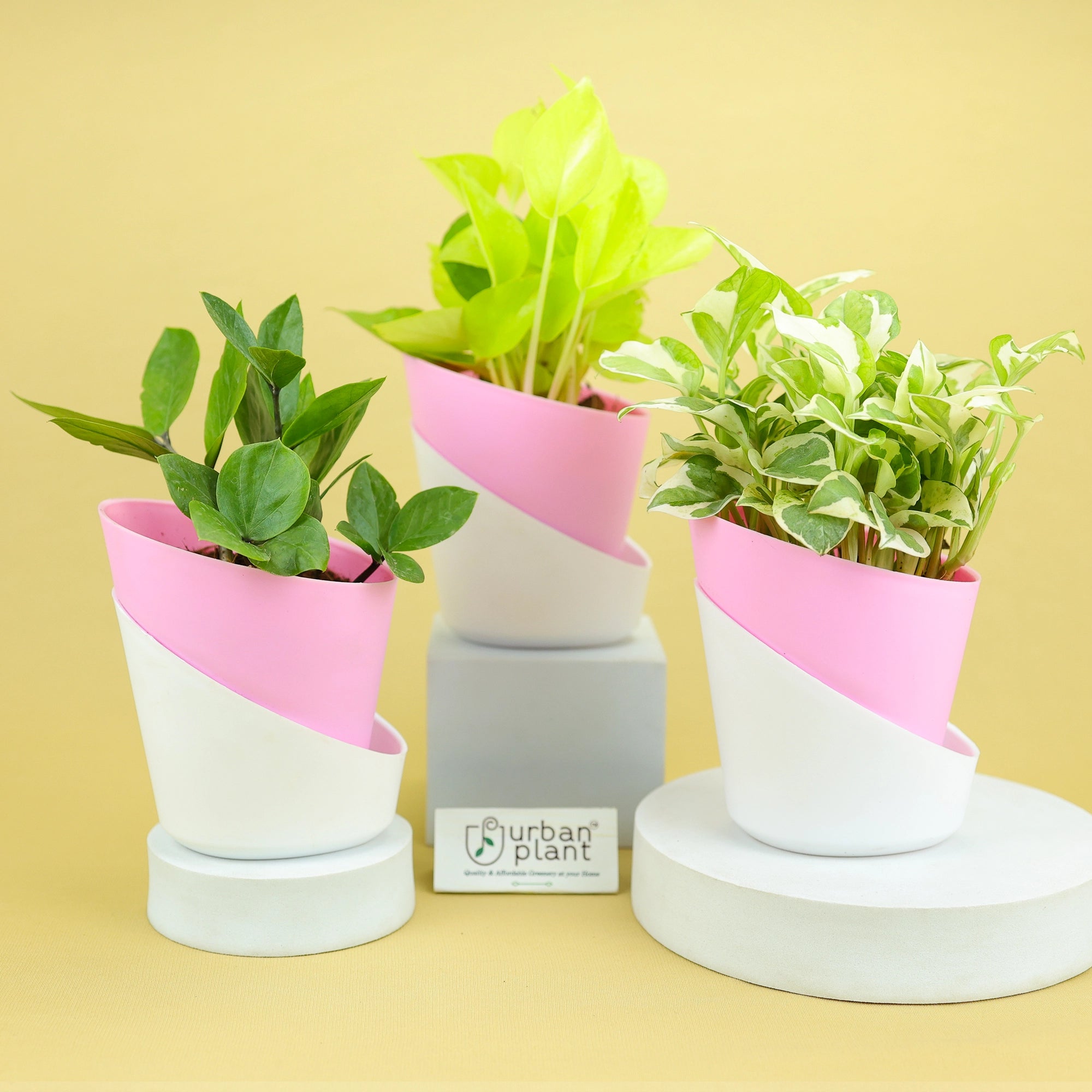 Satin Self Watering Pot 4 inch Plastic Pot Urban Plant Pink 3 