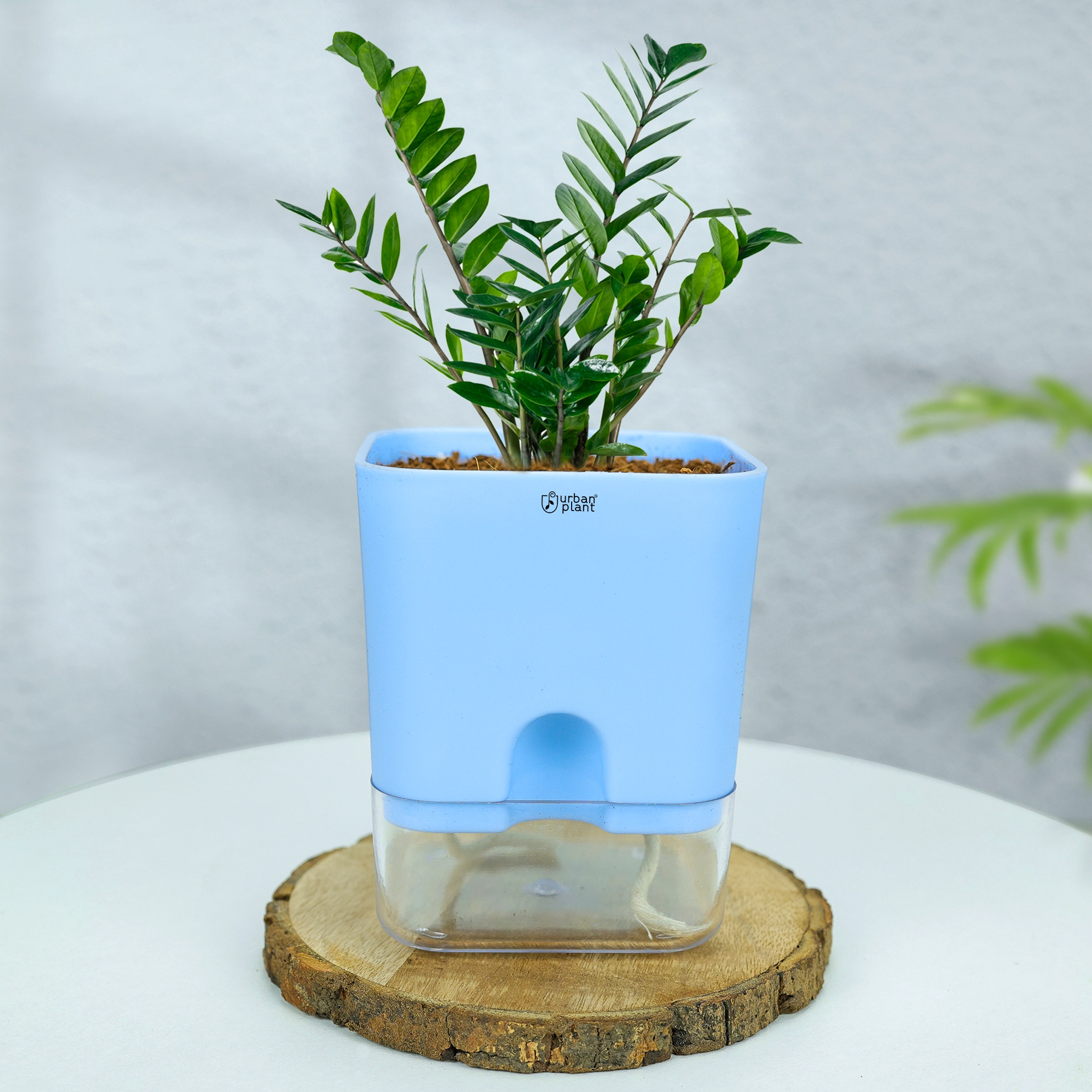 Self-Watering Pot - 5" Plastic Pot Urban Plant 