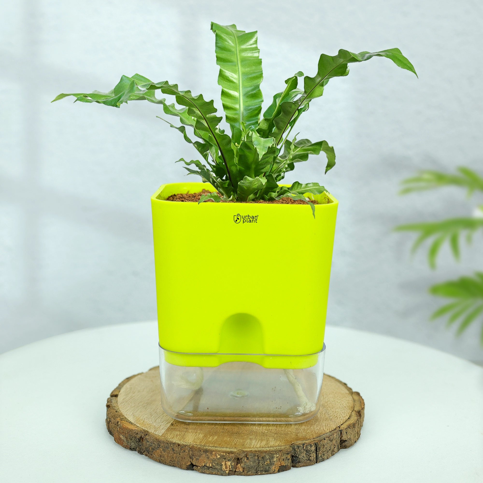 Self-Watering Pot - 5" Plastic Pot Urban Plant 