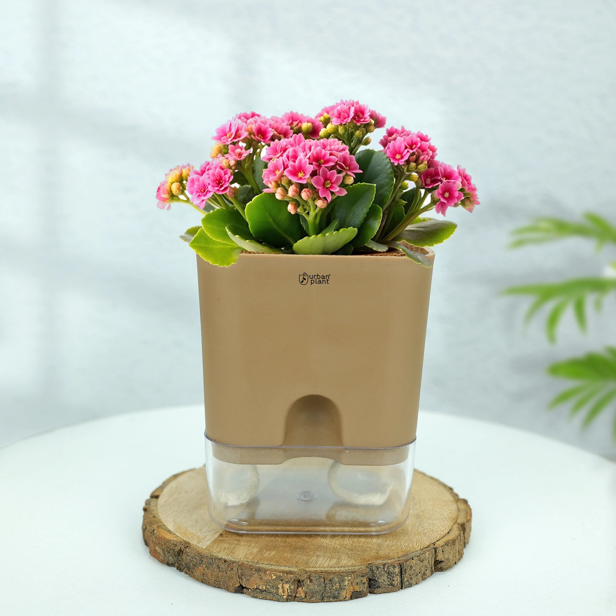 Self-Watering Pot - 5" Plastic Pot Urban Plant 