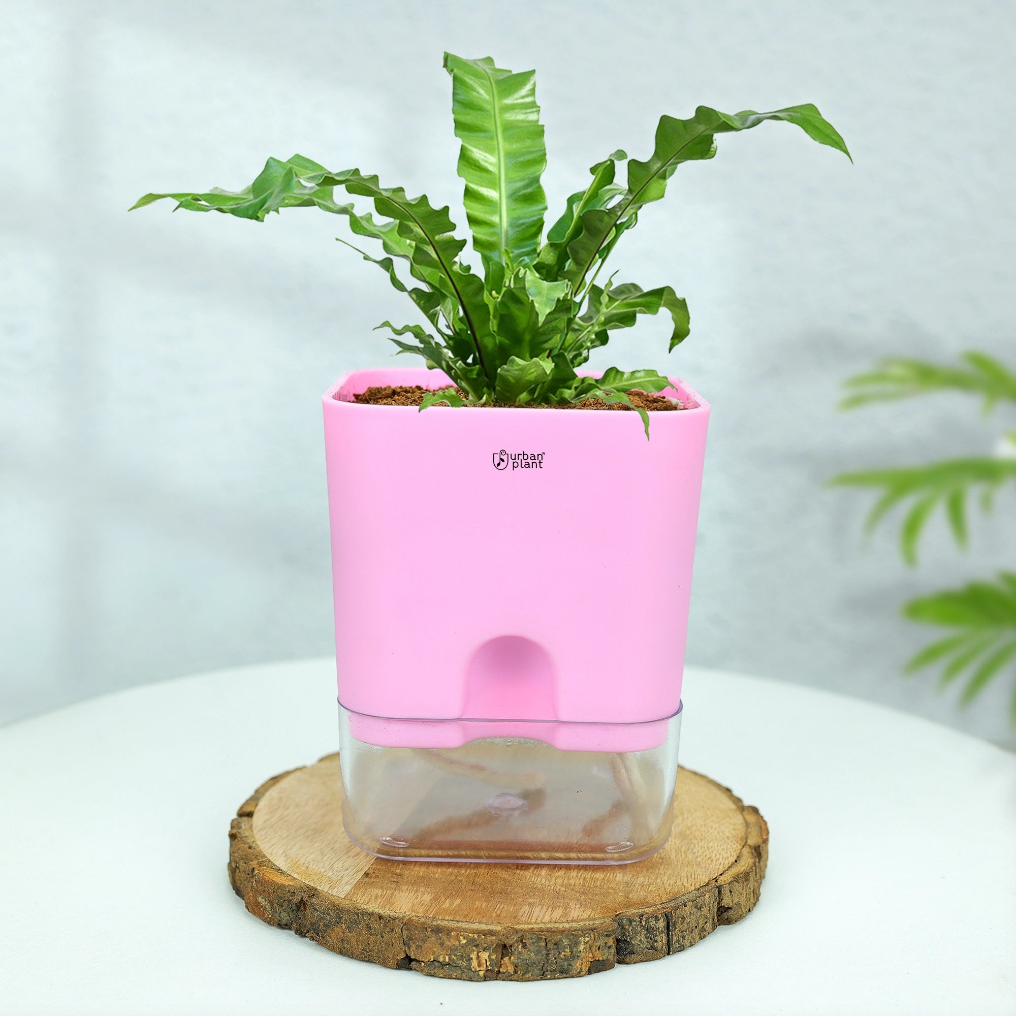 Self-Watering Pot - 5" Plastic Pot Urban Plant 