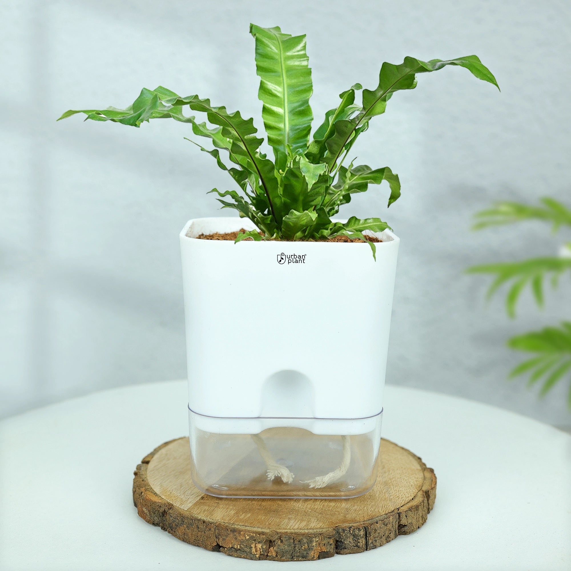 Self-Watering Pot - 5" Plastic Pot Urban Plant 