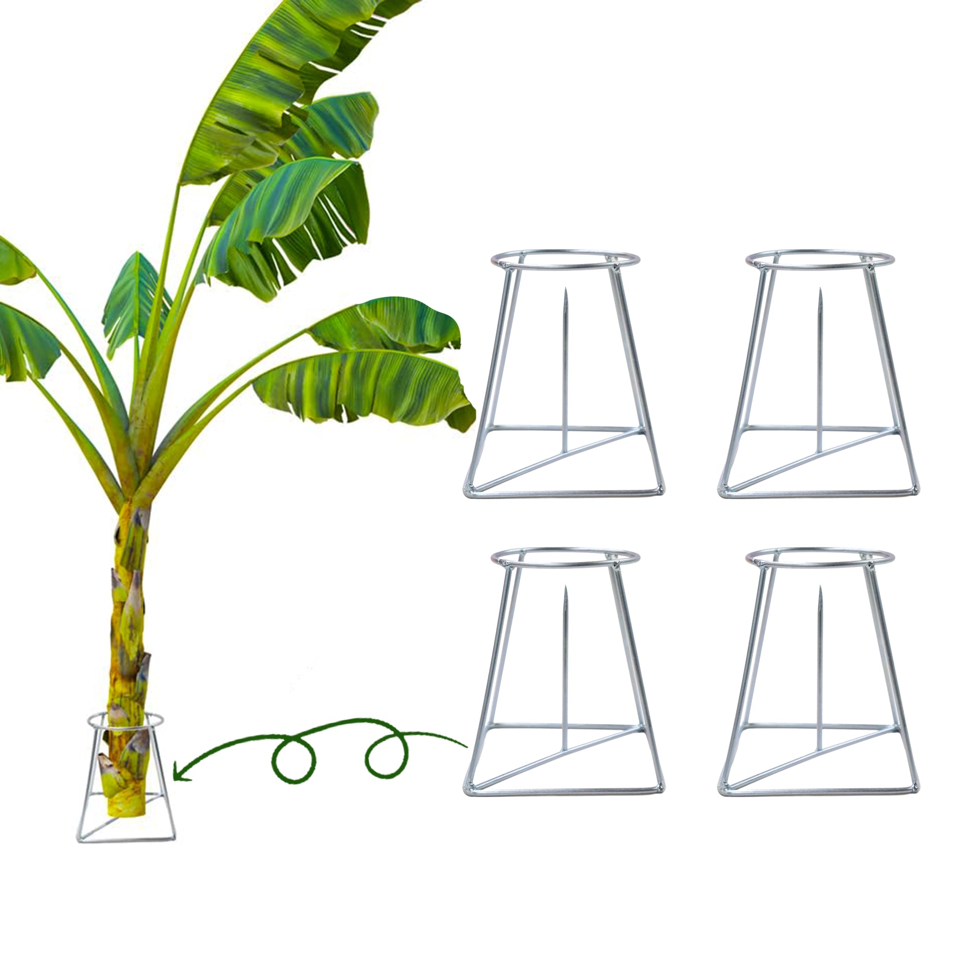 Urban Plant Banana Stand/Holder for Pooja Urban Plant 4 