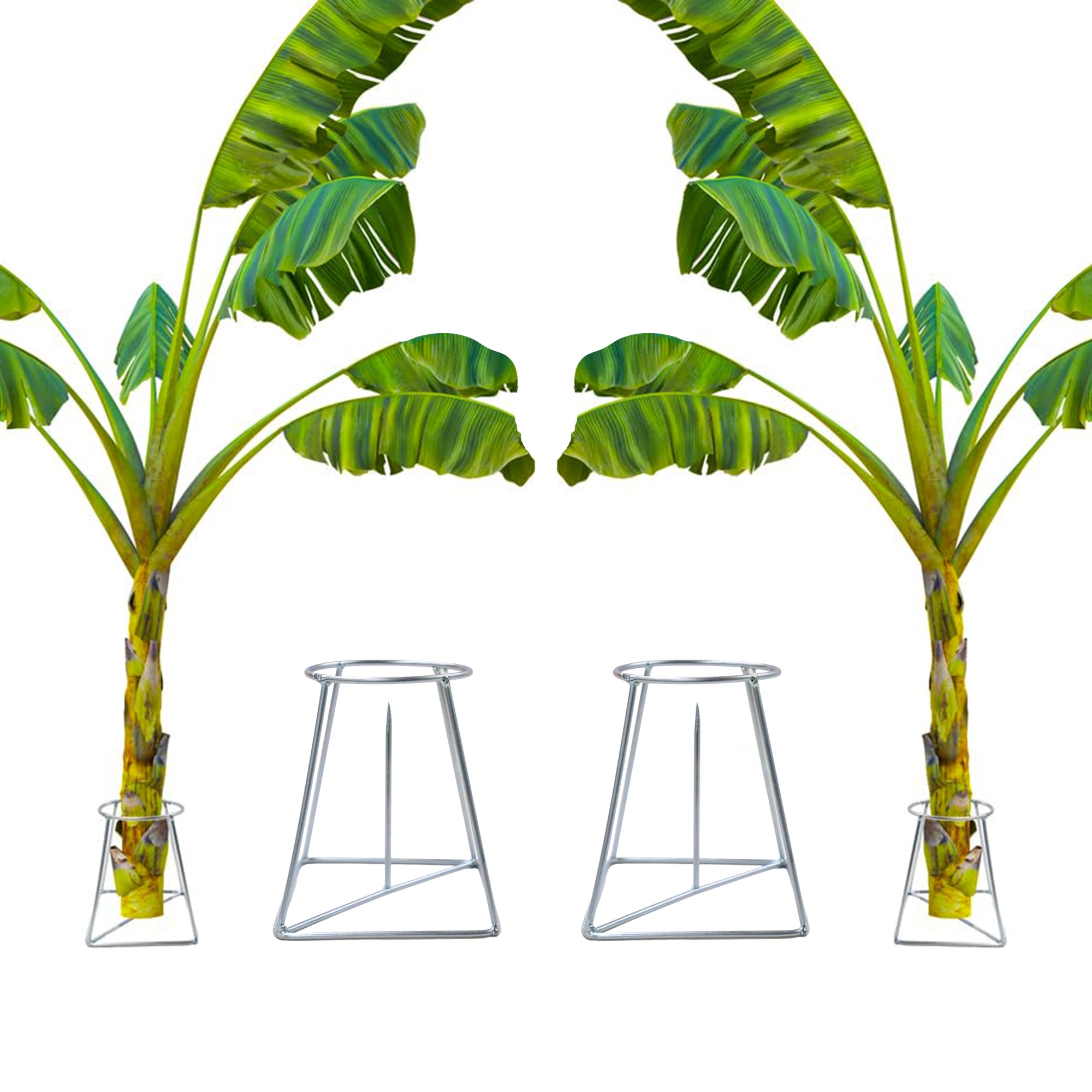 Urban Plant Banana Stand/Holder for Pooja Urban Plant 2 