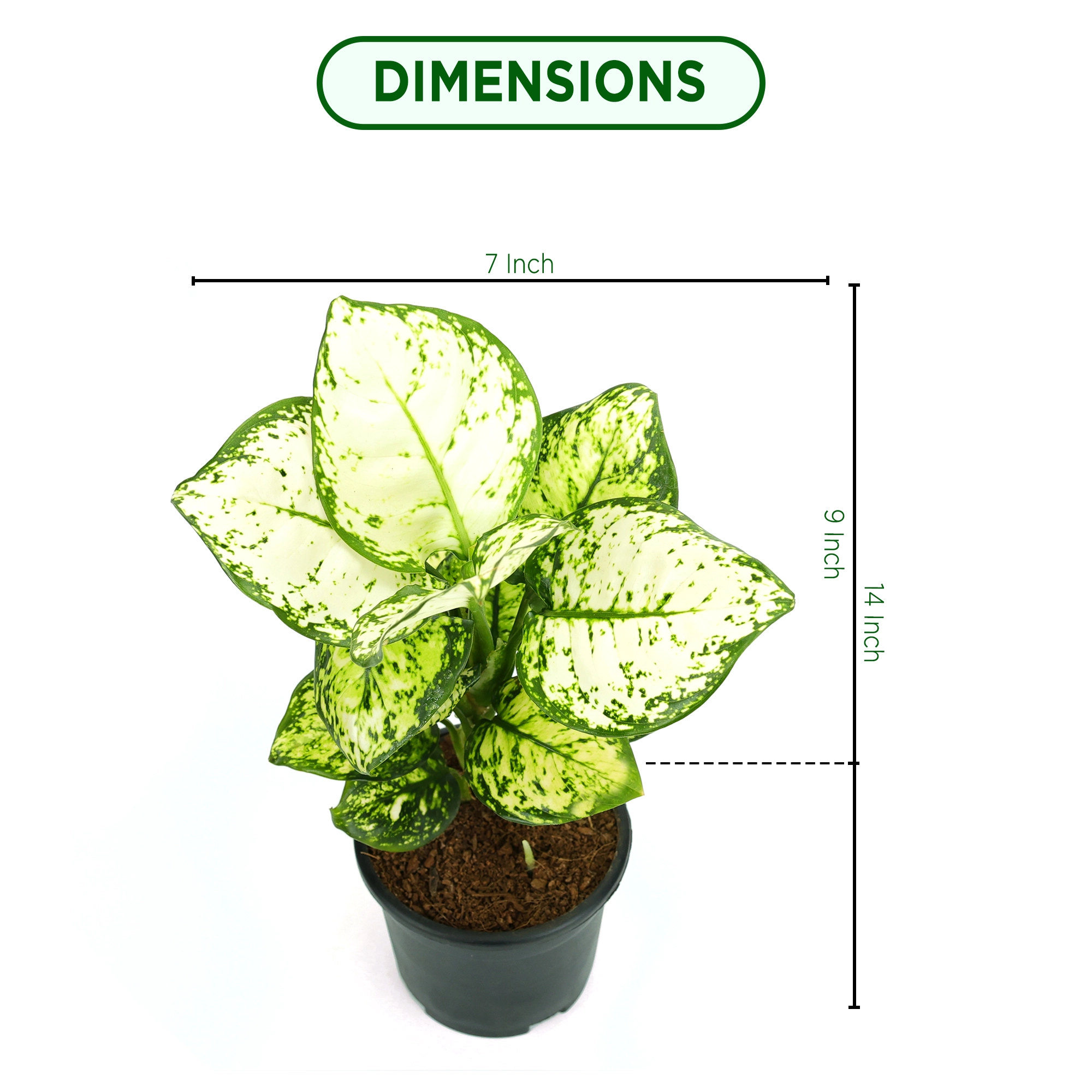 Aglaonema White Plant Urban Plant 