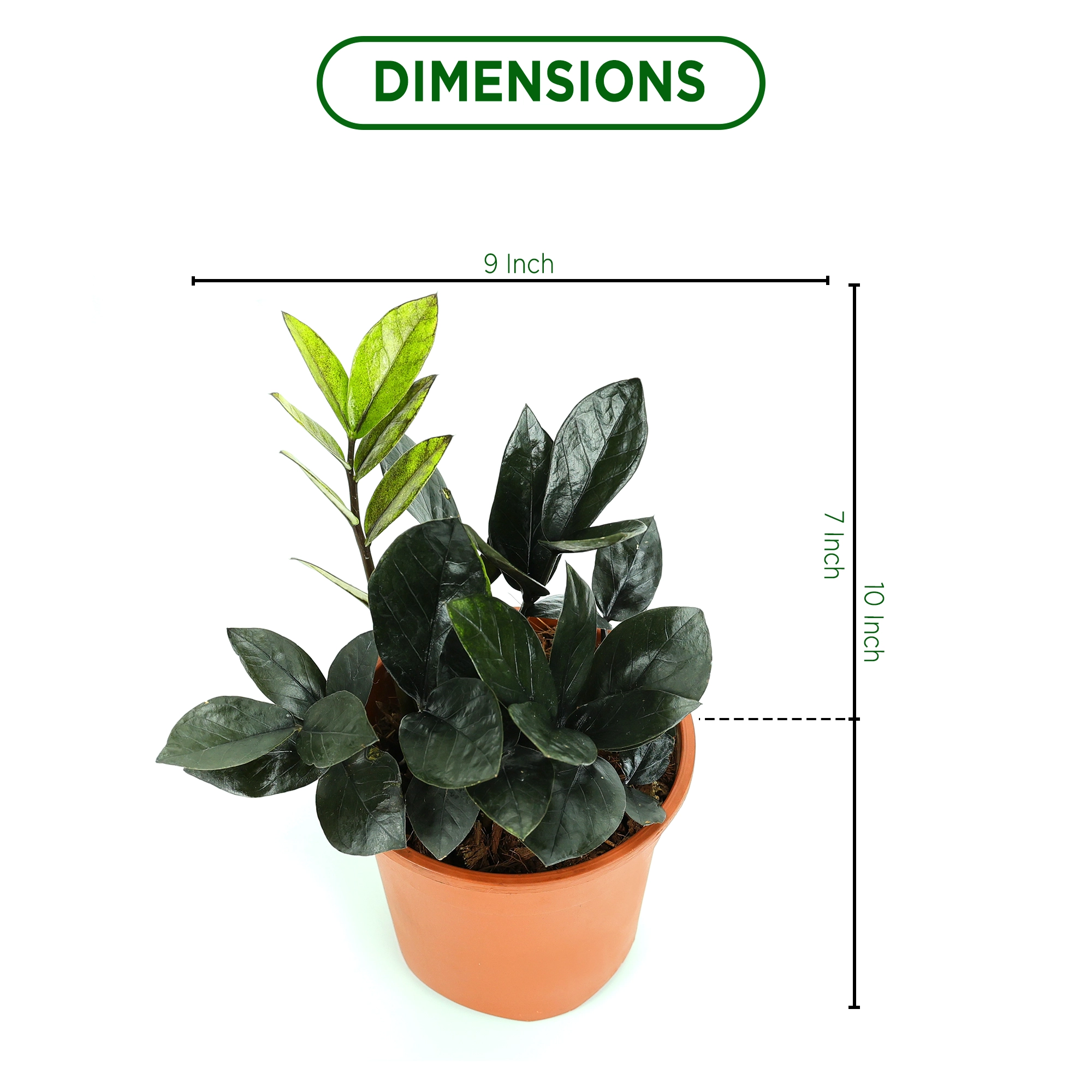 Zamia ZZ Black Plant Urban Plant 