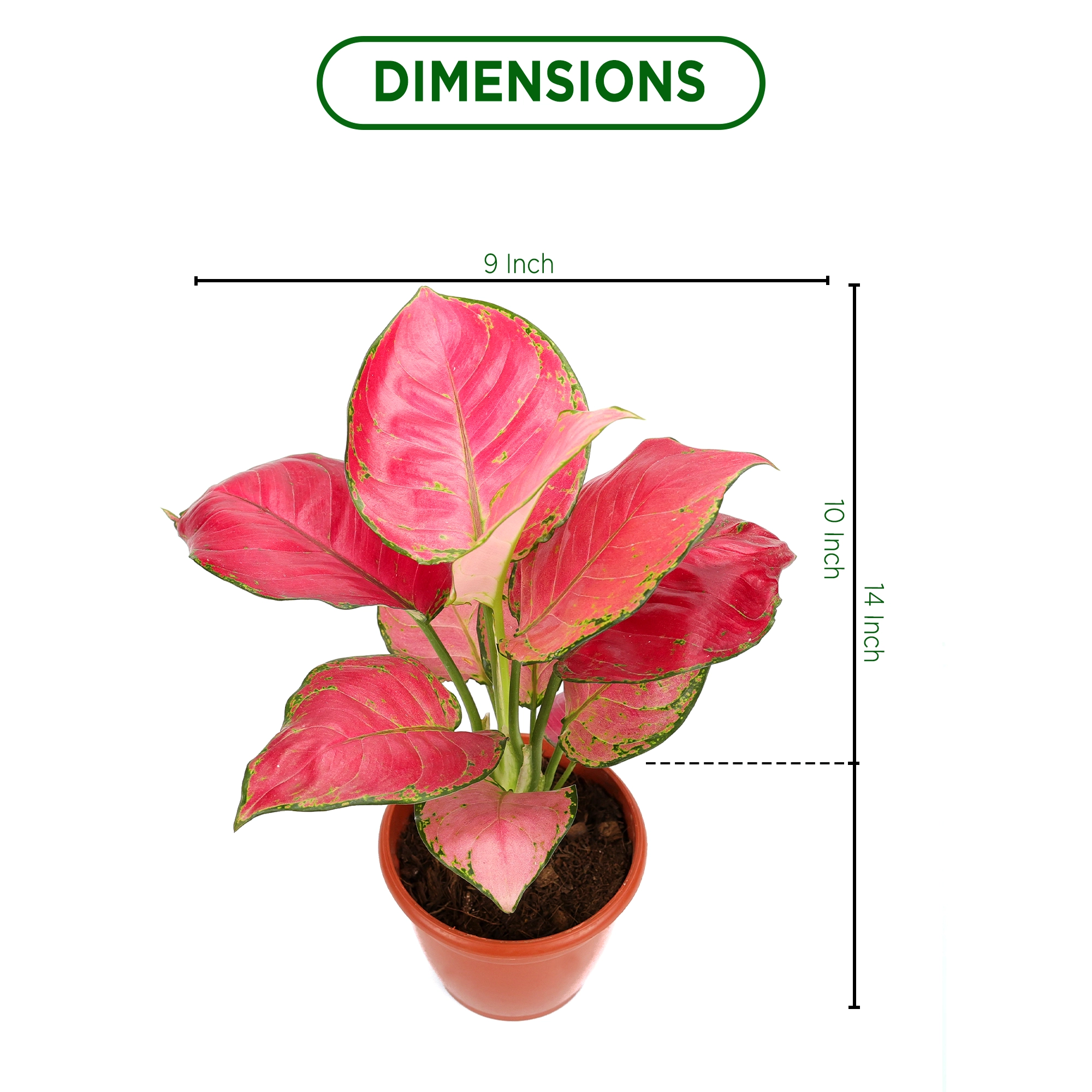 Aglaonema Red Plant Urban Plant 