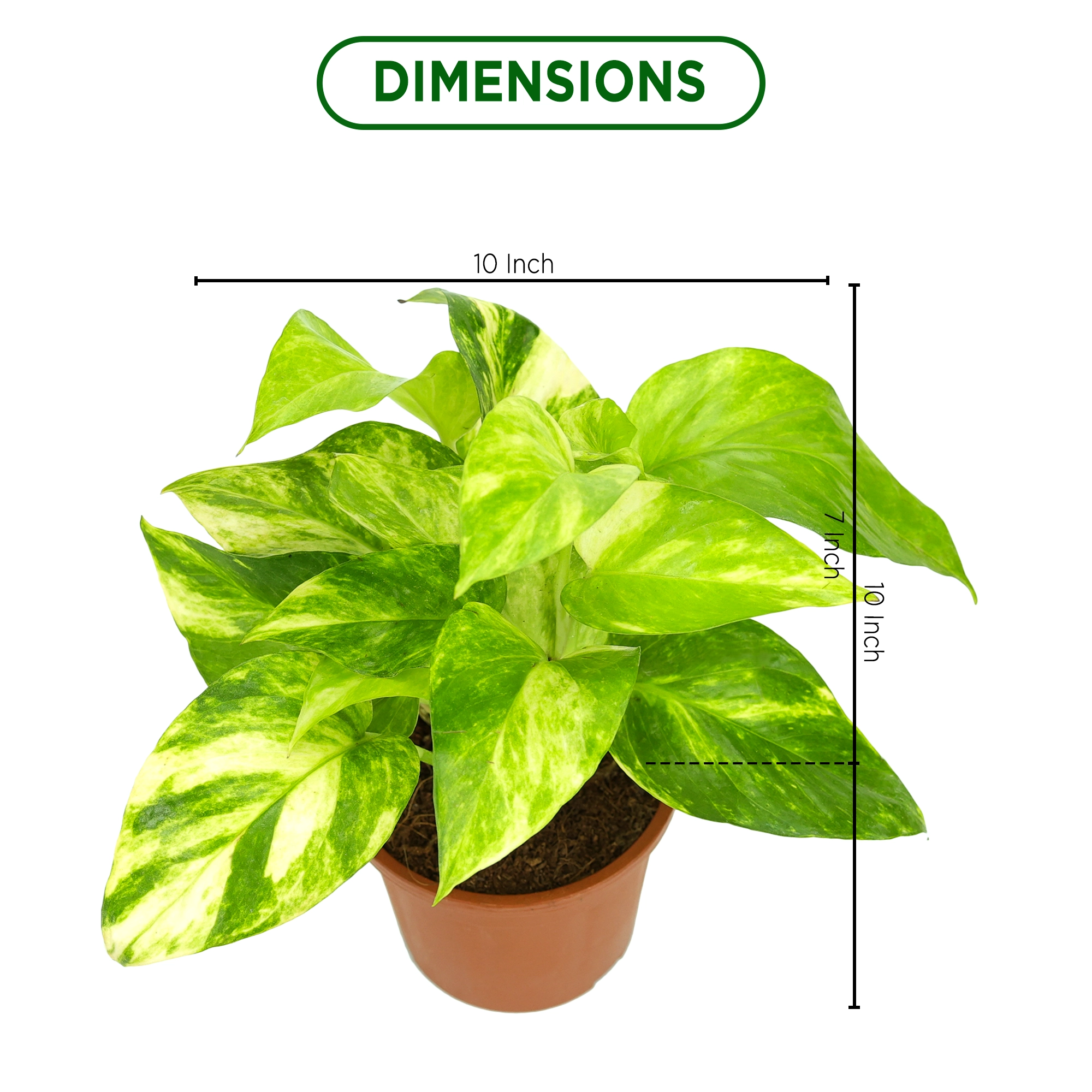 Golden Pothos Plant Urban Plant 