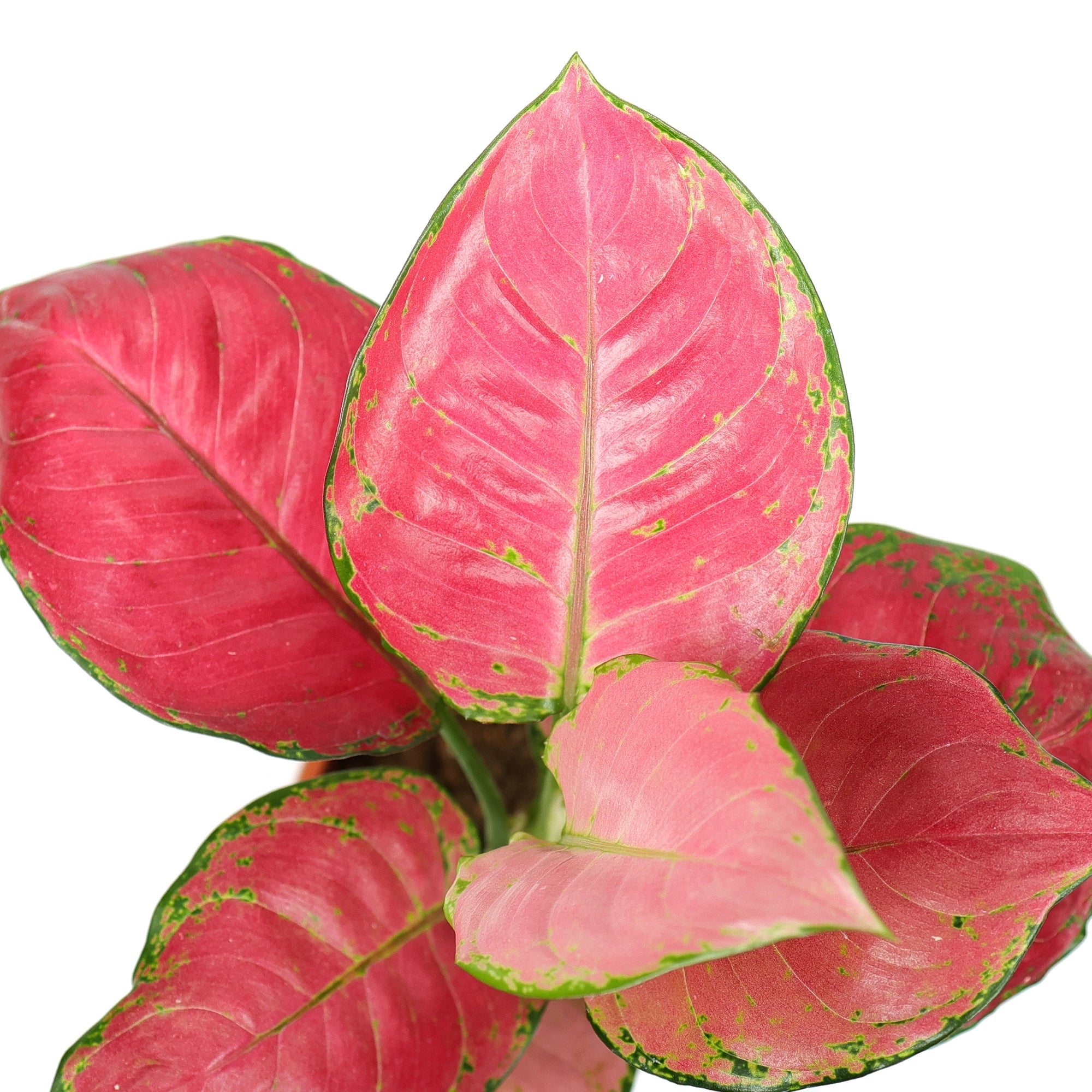 Aglaonema Red Plant Urban Plant 