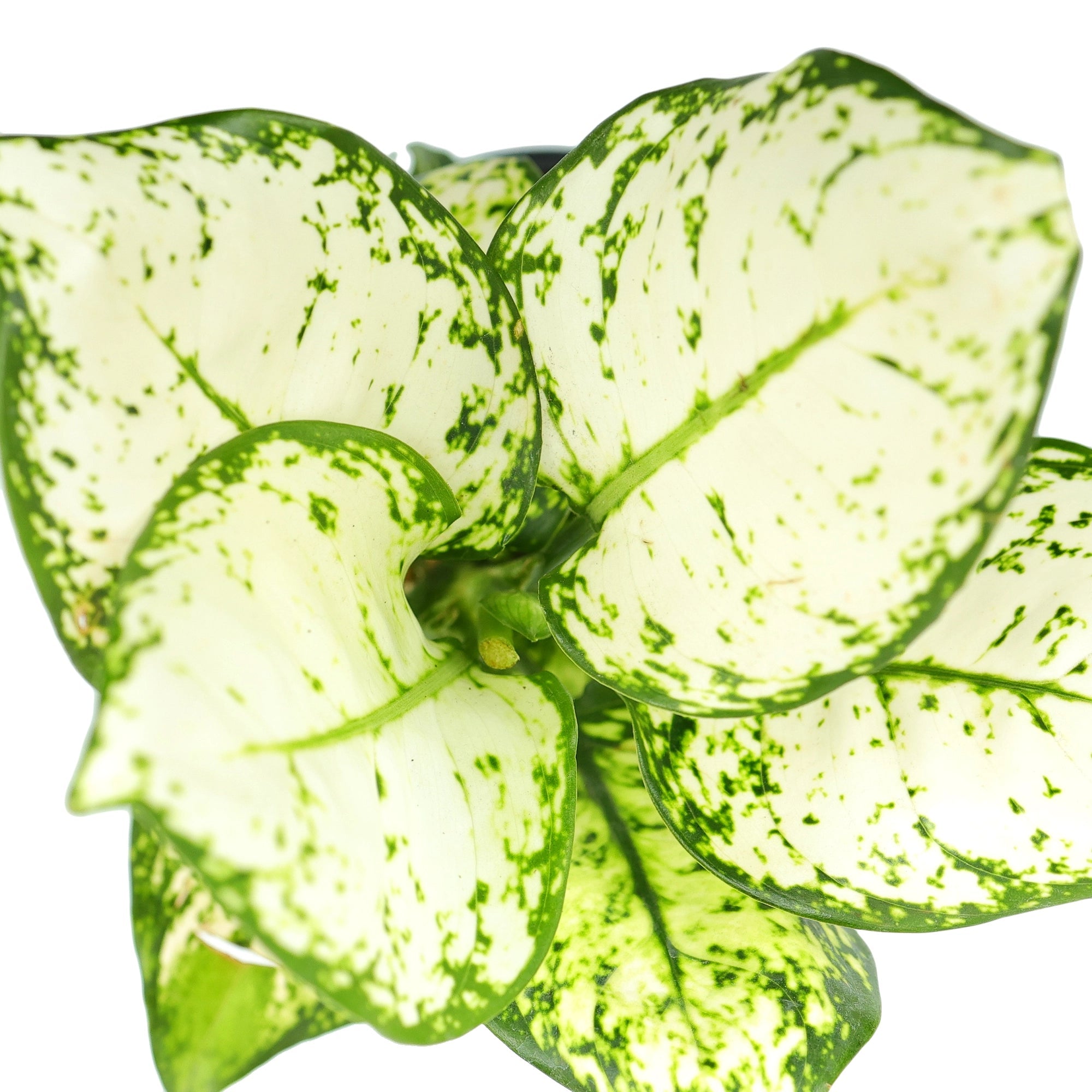 Aglaonema White Plant Urban Plant 