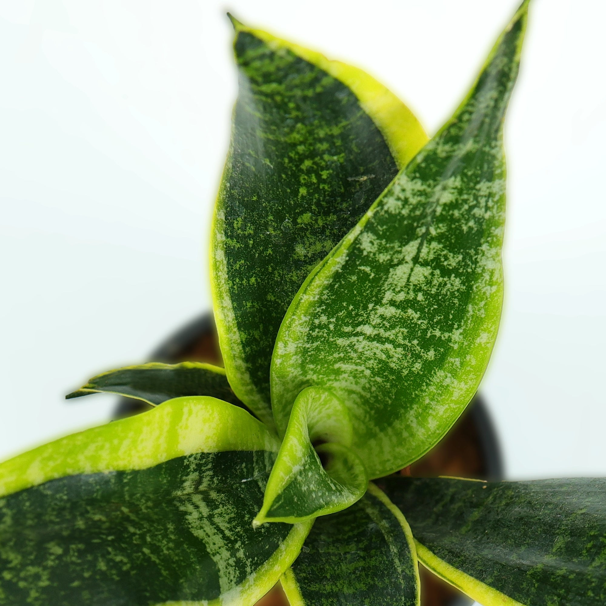 Sansevieria Golden Hahnii Snake Plant Urban Plant 