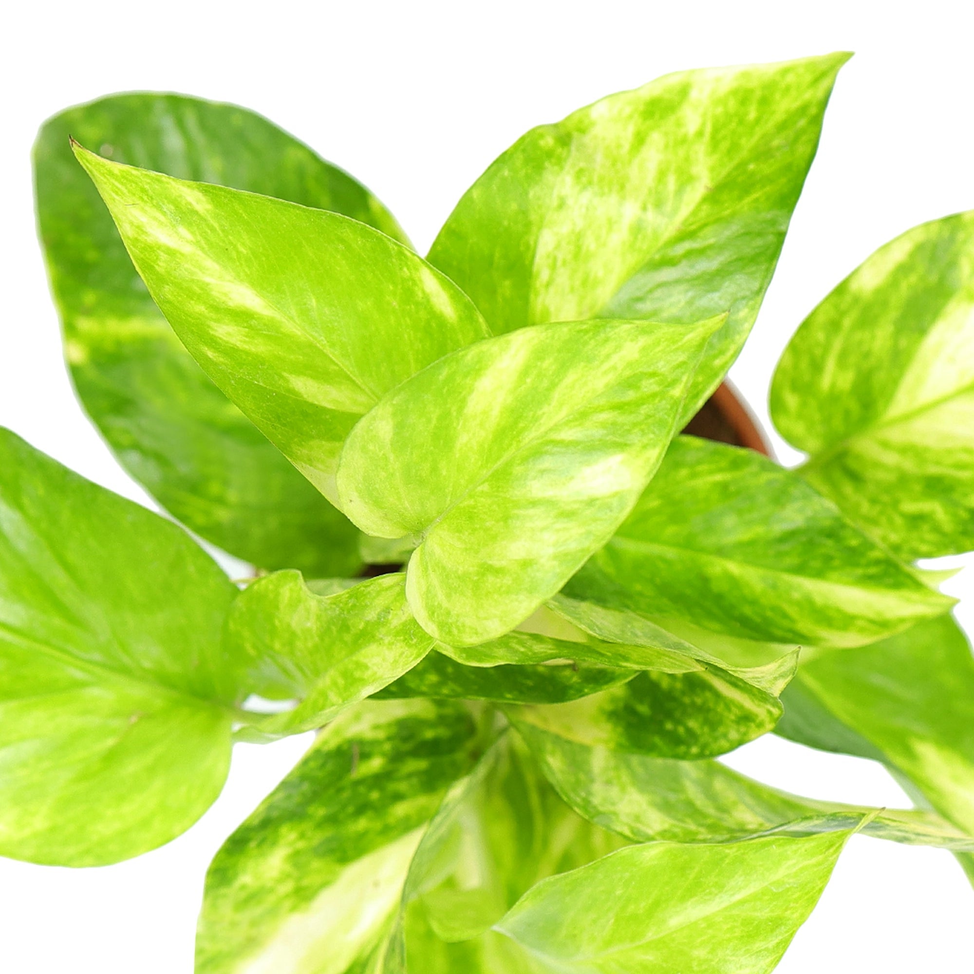 Golden Pothos Plant Urban Plant 