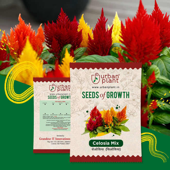 Celosia Mix Flower Seeds